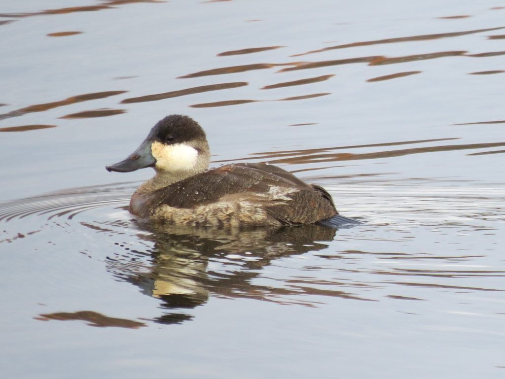 Ruddy duck, winter