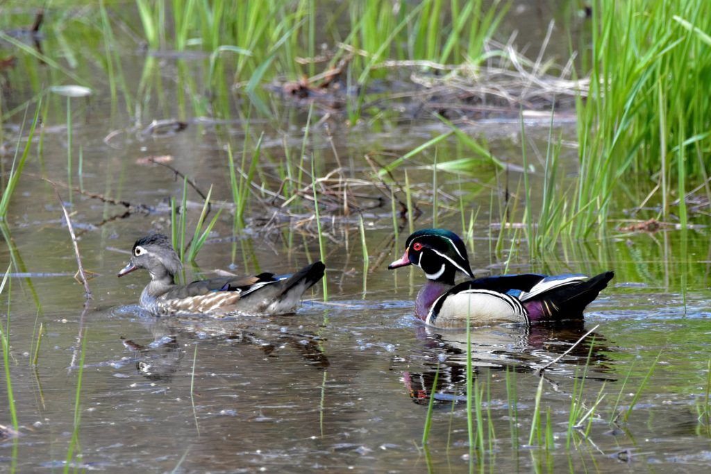 Wood ducks