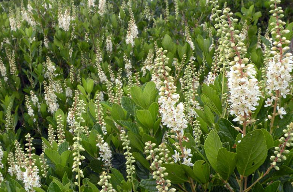 Clethra aka Sweet spire