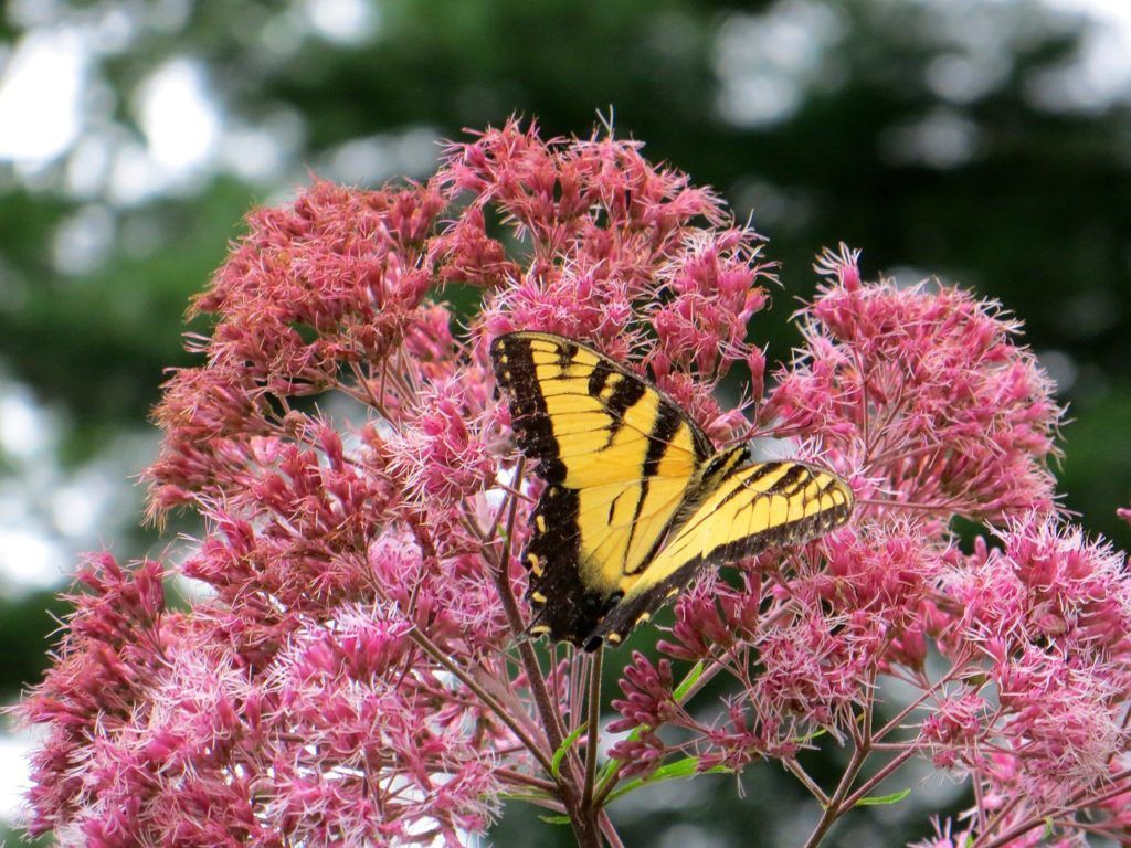 Joe pye weed