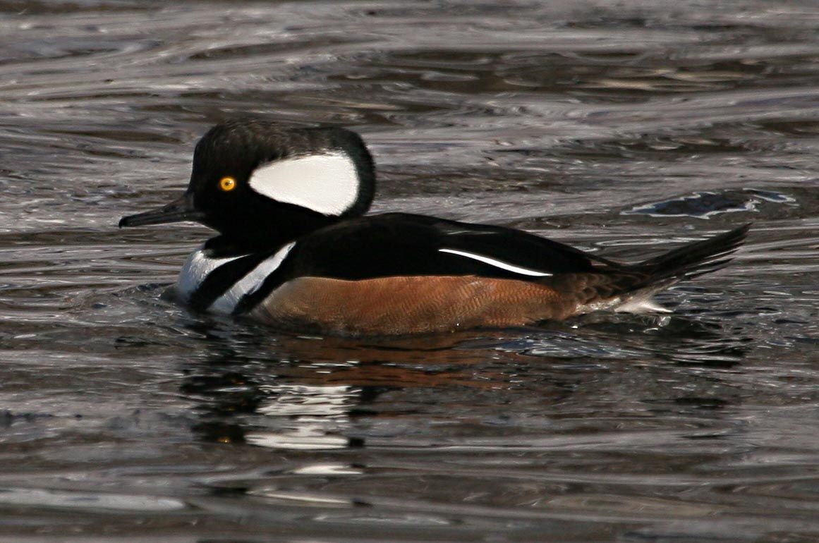 Picture of Hooded Merganser Male