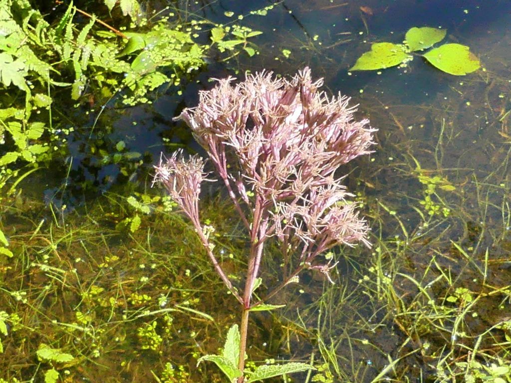 Joe pye weed