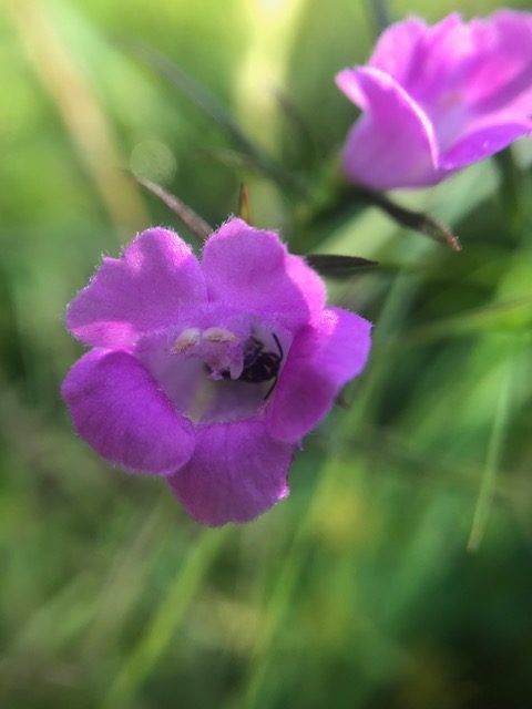 Purple false foxglove