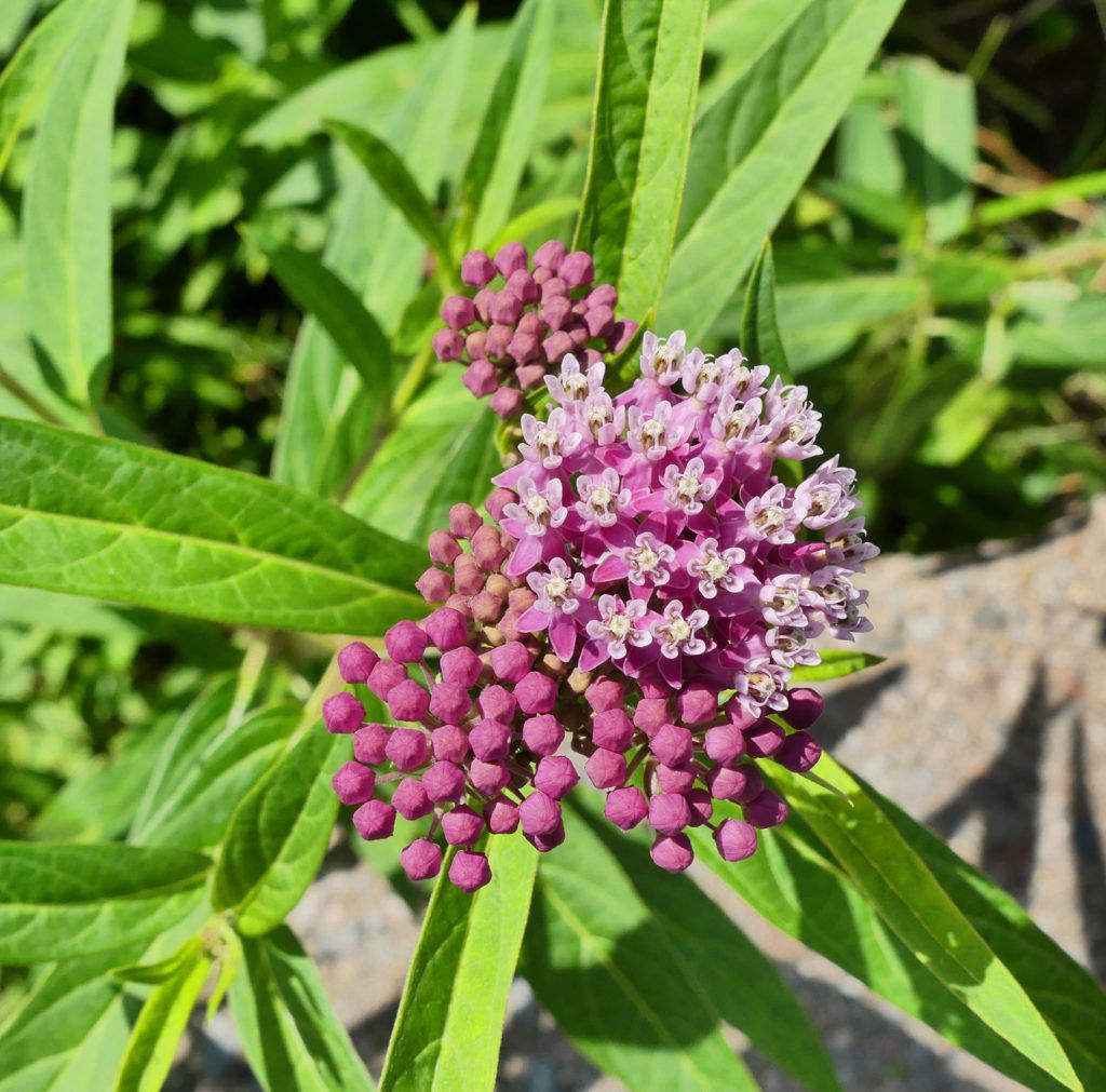 Rose swamp milkweed