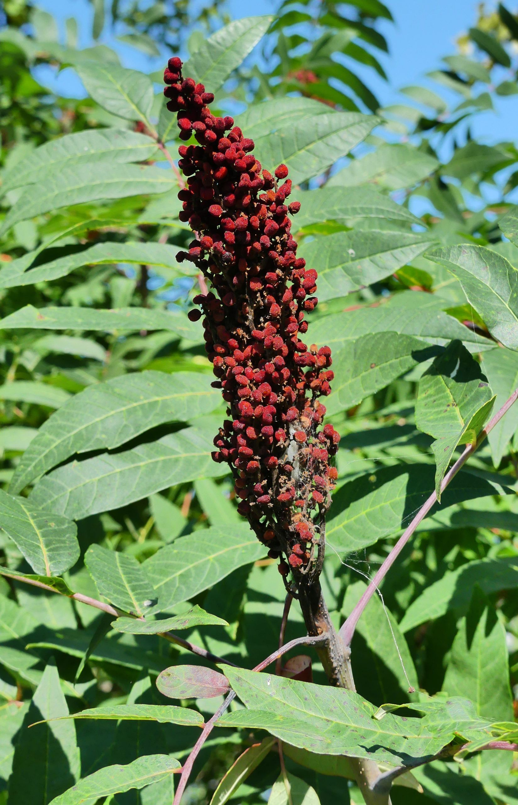 Staghorn sumac seedhead