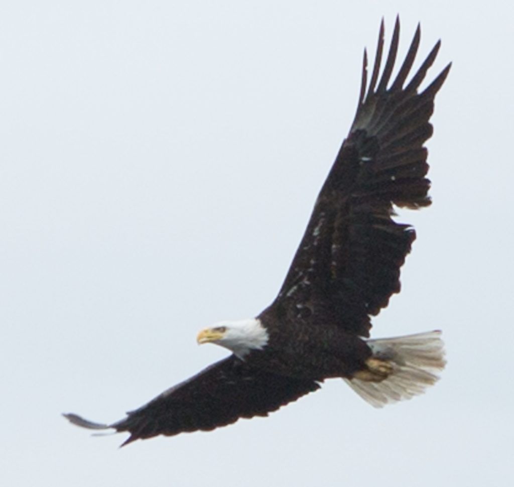 Bald eagle