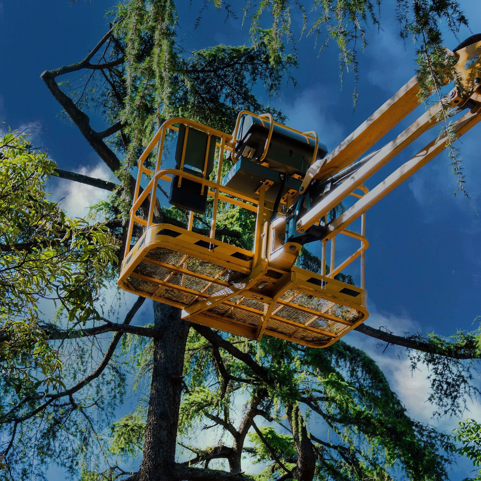 A yellow aerial lift platform elevated in the branches of a leafy tree against a bright blue sky.