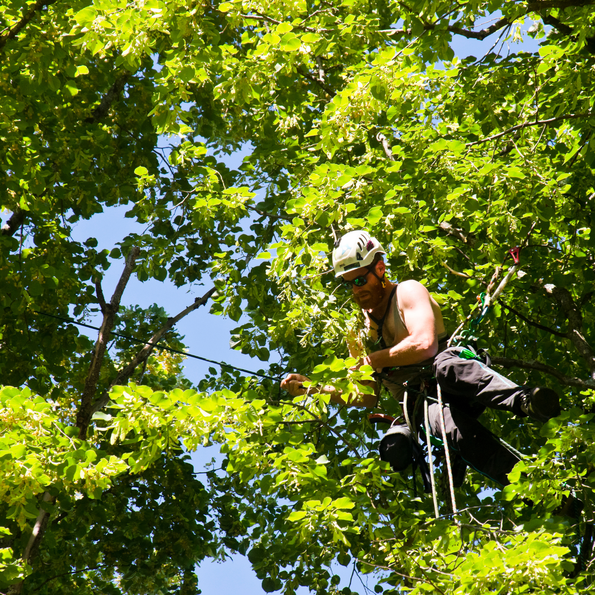 A person wearing a climbing helmet and safety harness performs maintenance while suspended in the branches of a tree.