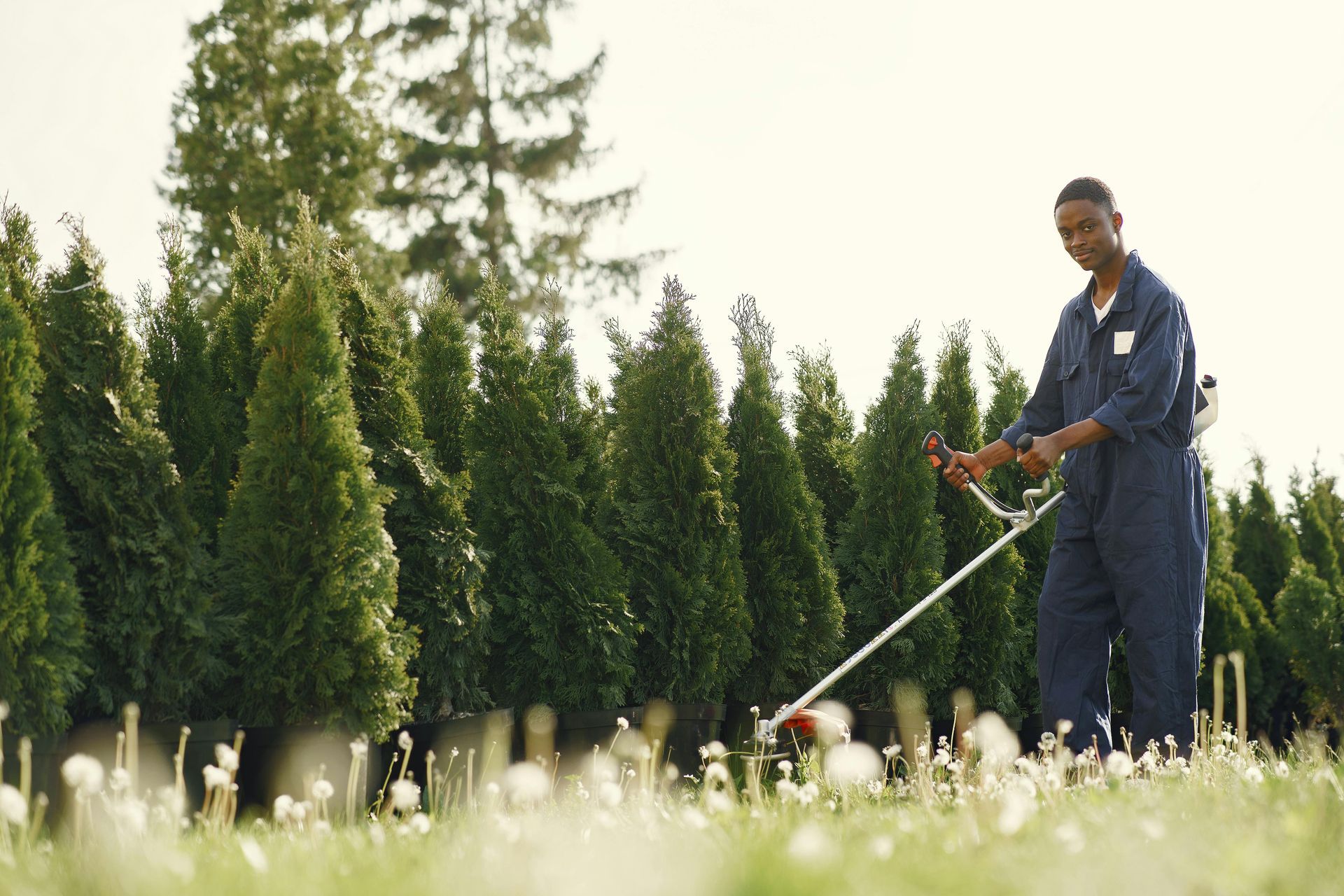 A person in dark blue coveralls uses a weed whacker in a field with rows of evergreen trees in the background.