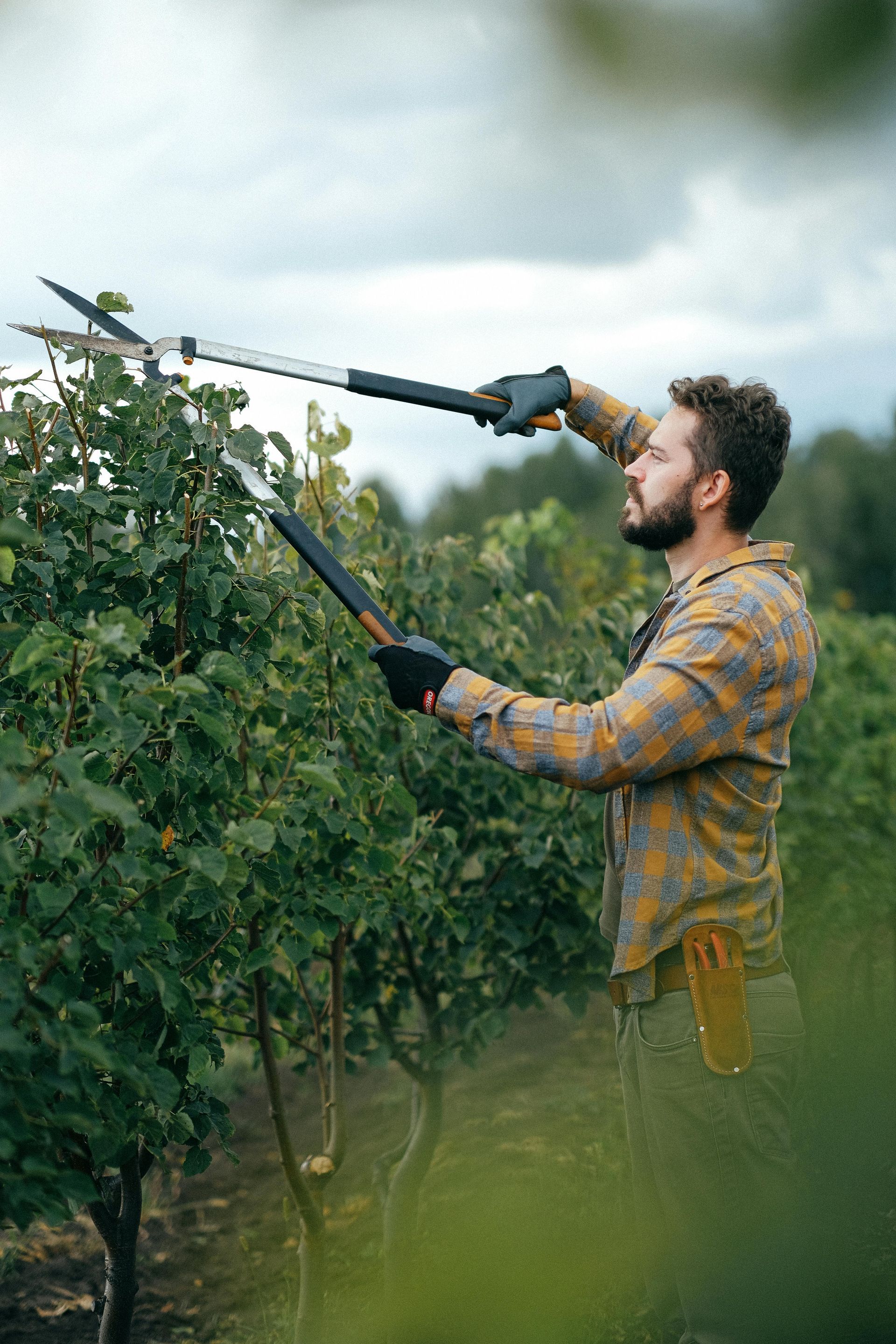 A person in a patterned shirt and gloves uses long-handled shears to prune a green hedge in an outdoor setting.