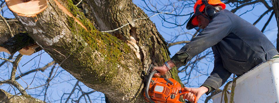 Tree Removal — Worker Removing A Tree in Littleville, AL