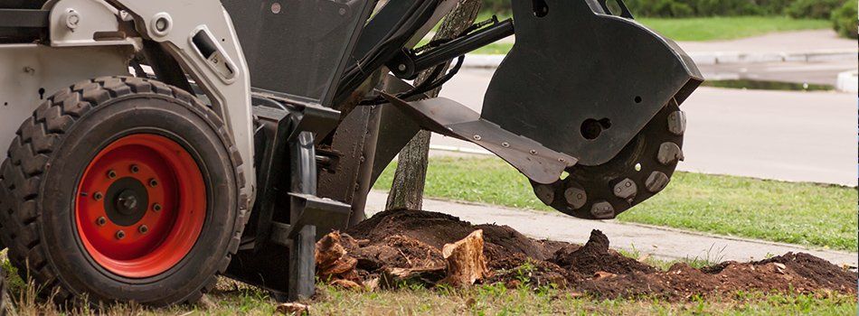 Tree Health Care — Stump Grinding in Littleville, AL