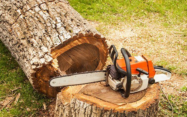 Tree & Shrub Shaping — Tree Cutting in Littleville, AL