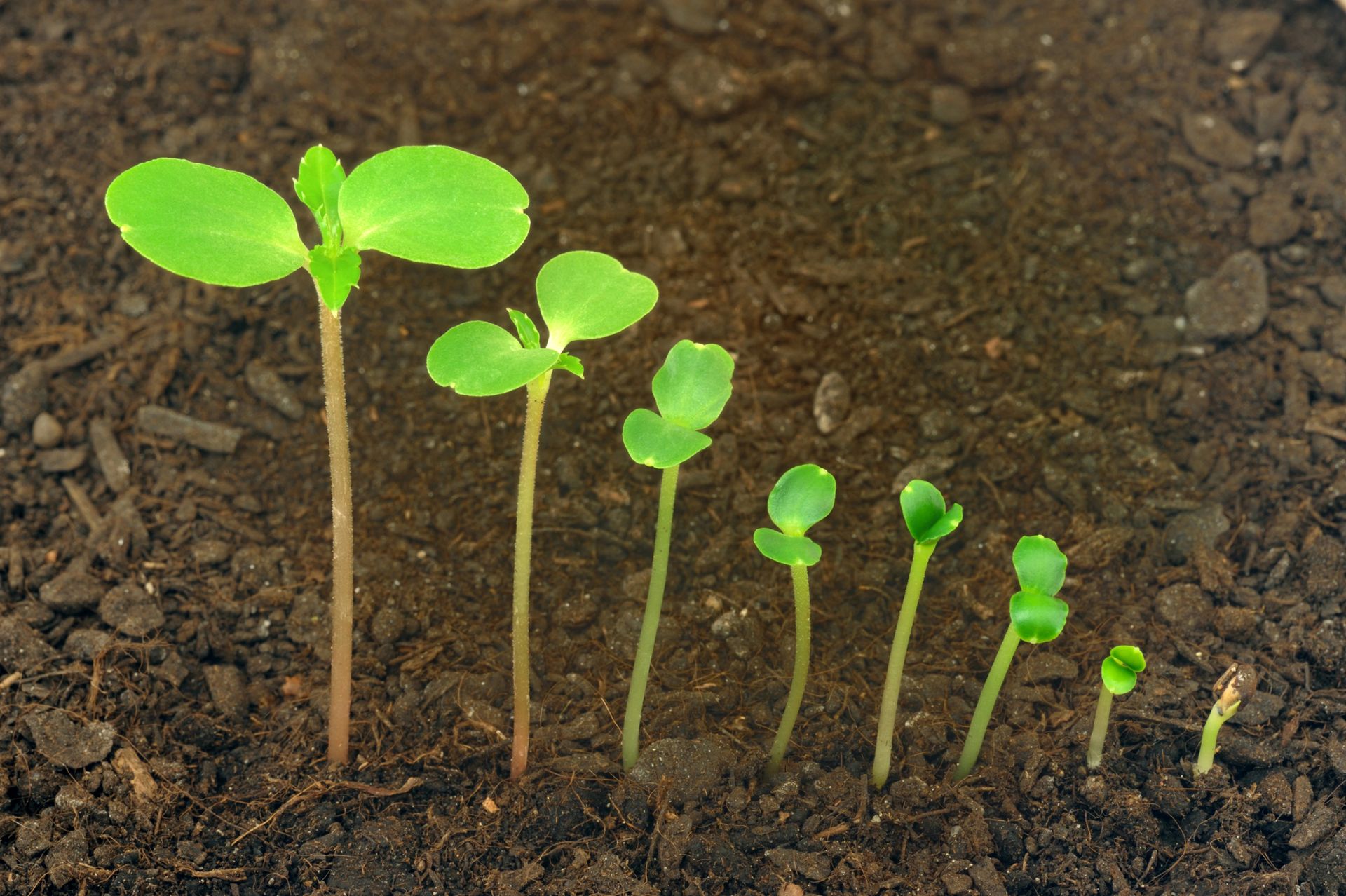 Plants shown progressively larger from very small to larger