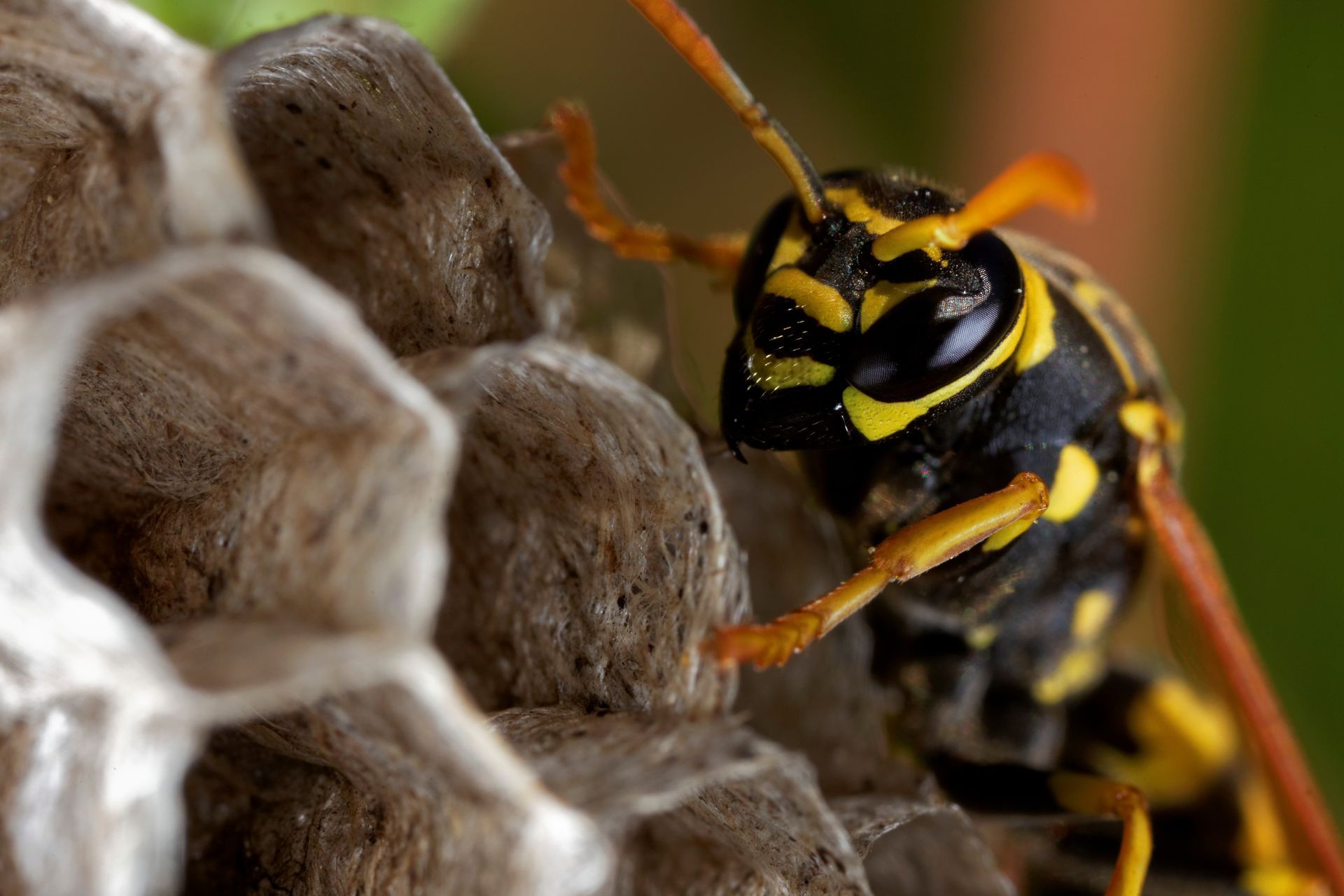 closeup of a wasp nest
