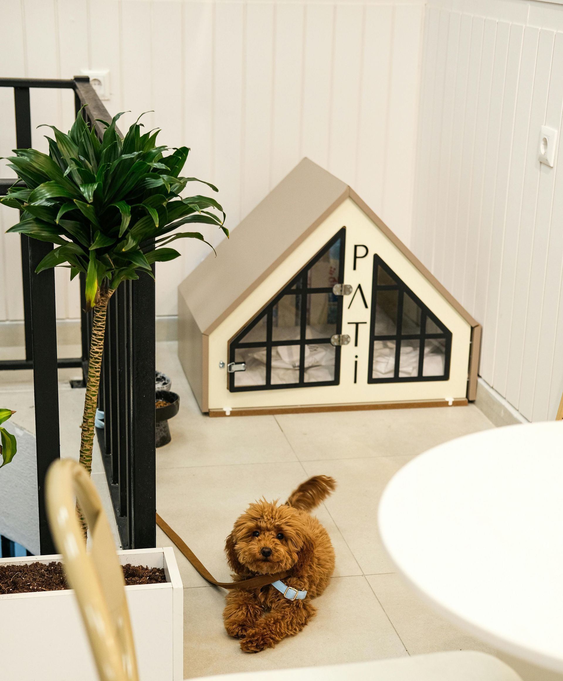 A small brown dog is laying in front of a small house that has the letter p on it