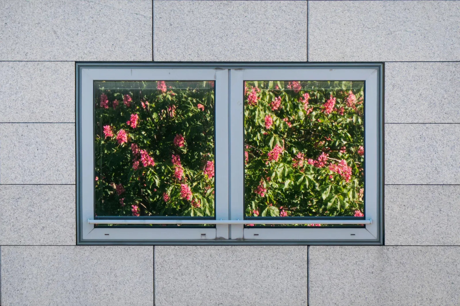 A rectangular window with grey frames set in a light grey tiled wall, reflecting a lush bush with pink flowers.