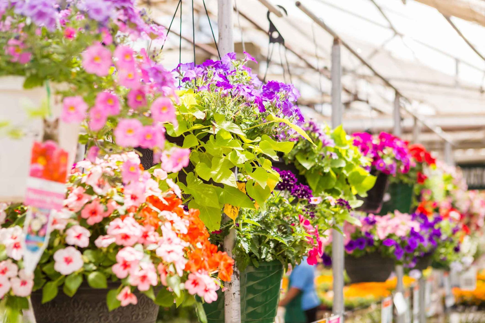 Colorful hanging flower baskets in a greenhouse aisle, with pink, purple, and white blooms. Colorful hanging flower baskets in a greenhouse aisle, with pink, purple, and white blooms.