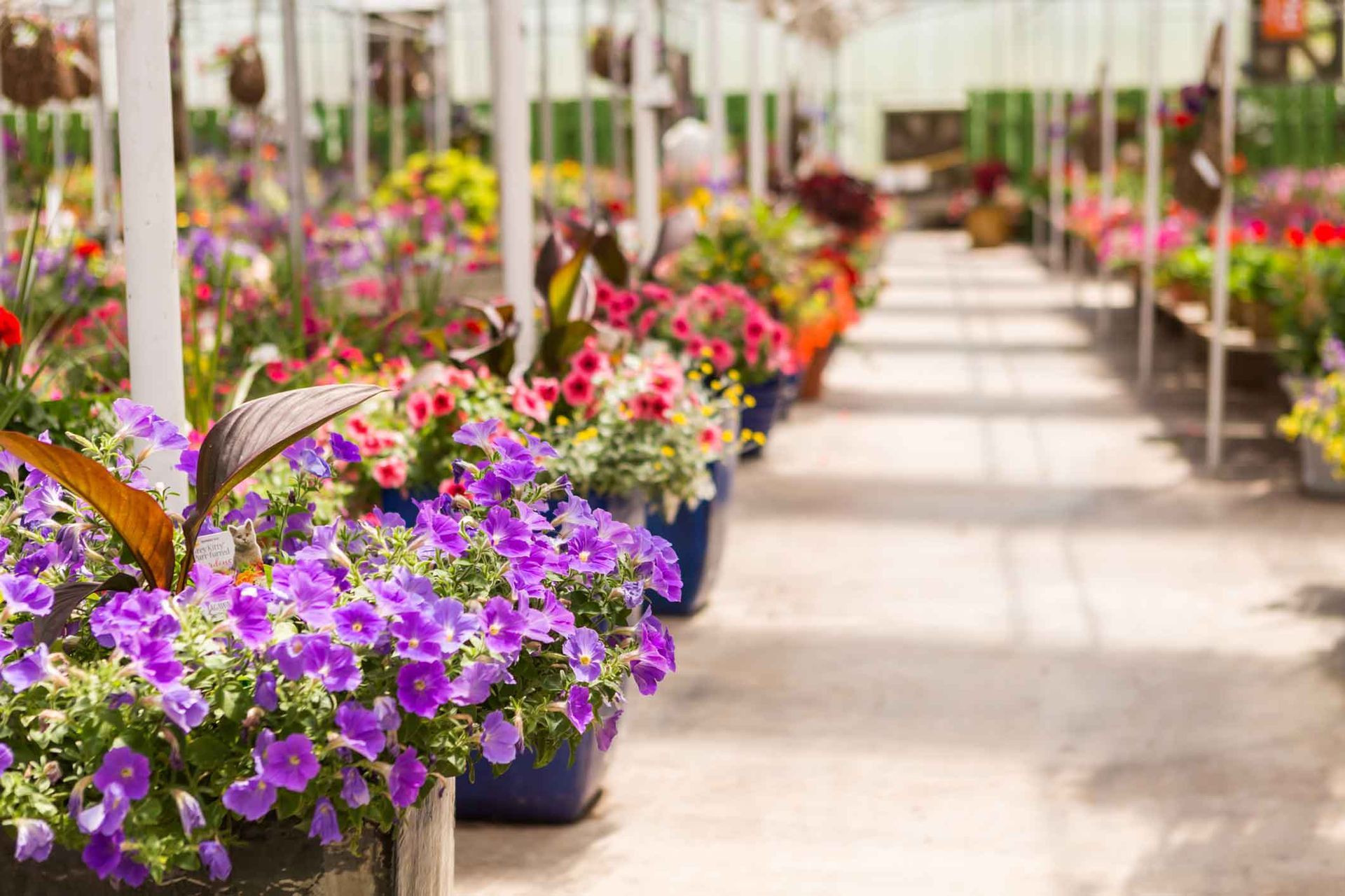 Colorful flowers in pots line a sunlit greenhouse aisle Colorful flowers in pots line a sunlit greenhouse aisle