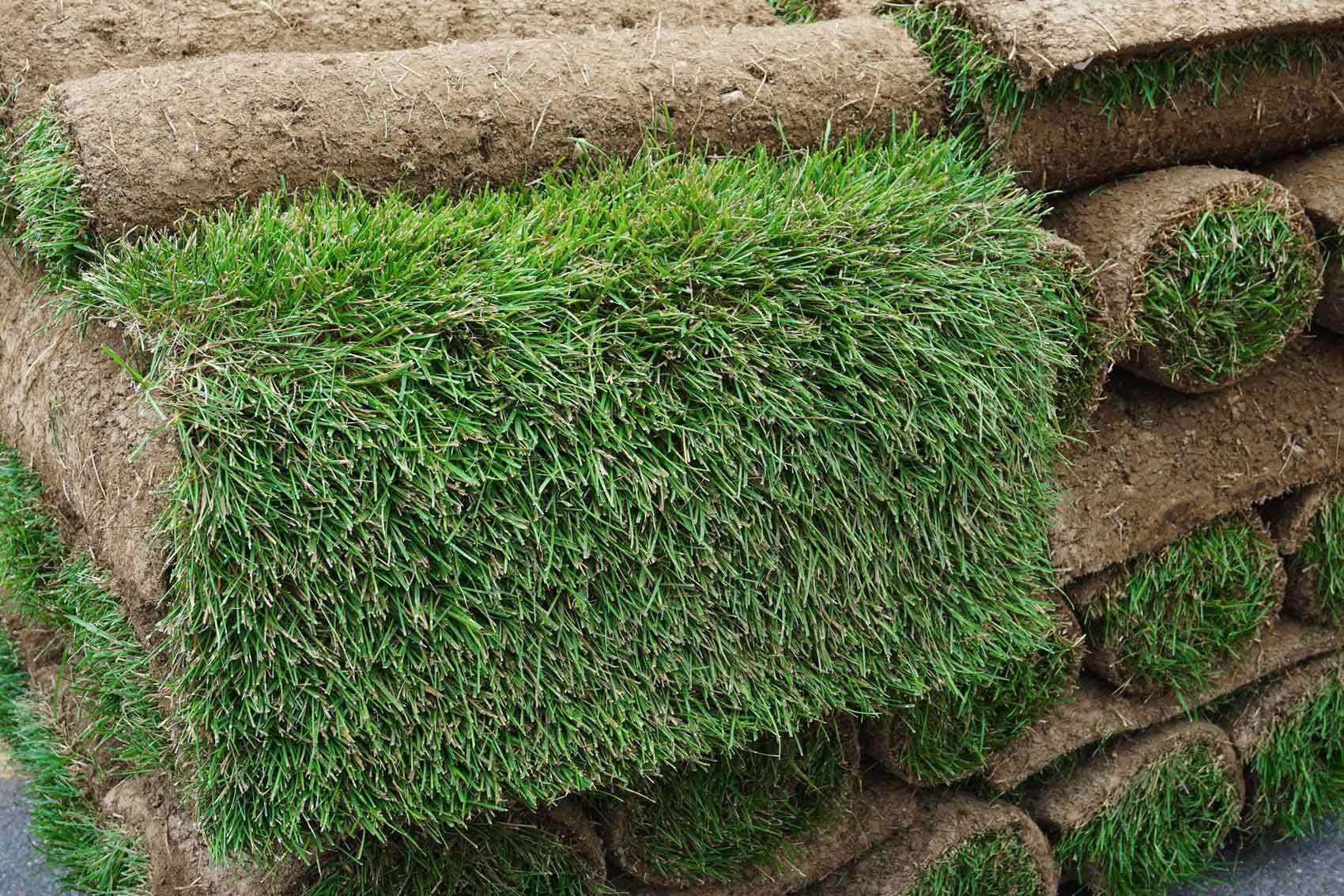 Close-up of stacked sod rolls, with one fresh green turf section contrasting the brown rolls around it