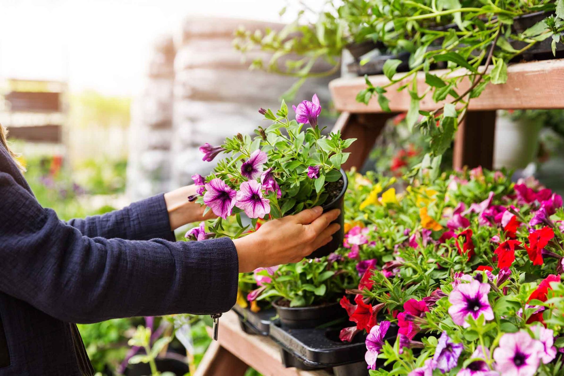 Hands arranging pink and red flowering plants in a garden center greenhouse Hands arranging pink and red flowering plants in a garden center greenhouse