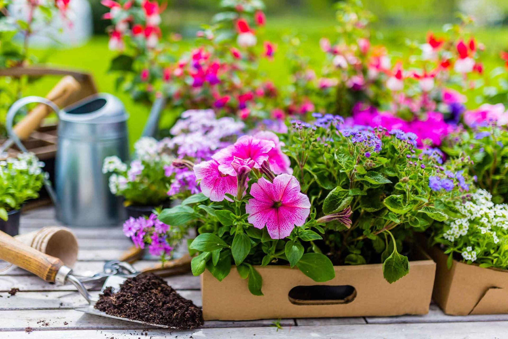 Flowering plants in cardboard boxes with gardening tools and watering can on a table outdoors Flowering plants in cardboard boxes with gardening tools and watering can on a table outdoors