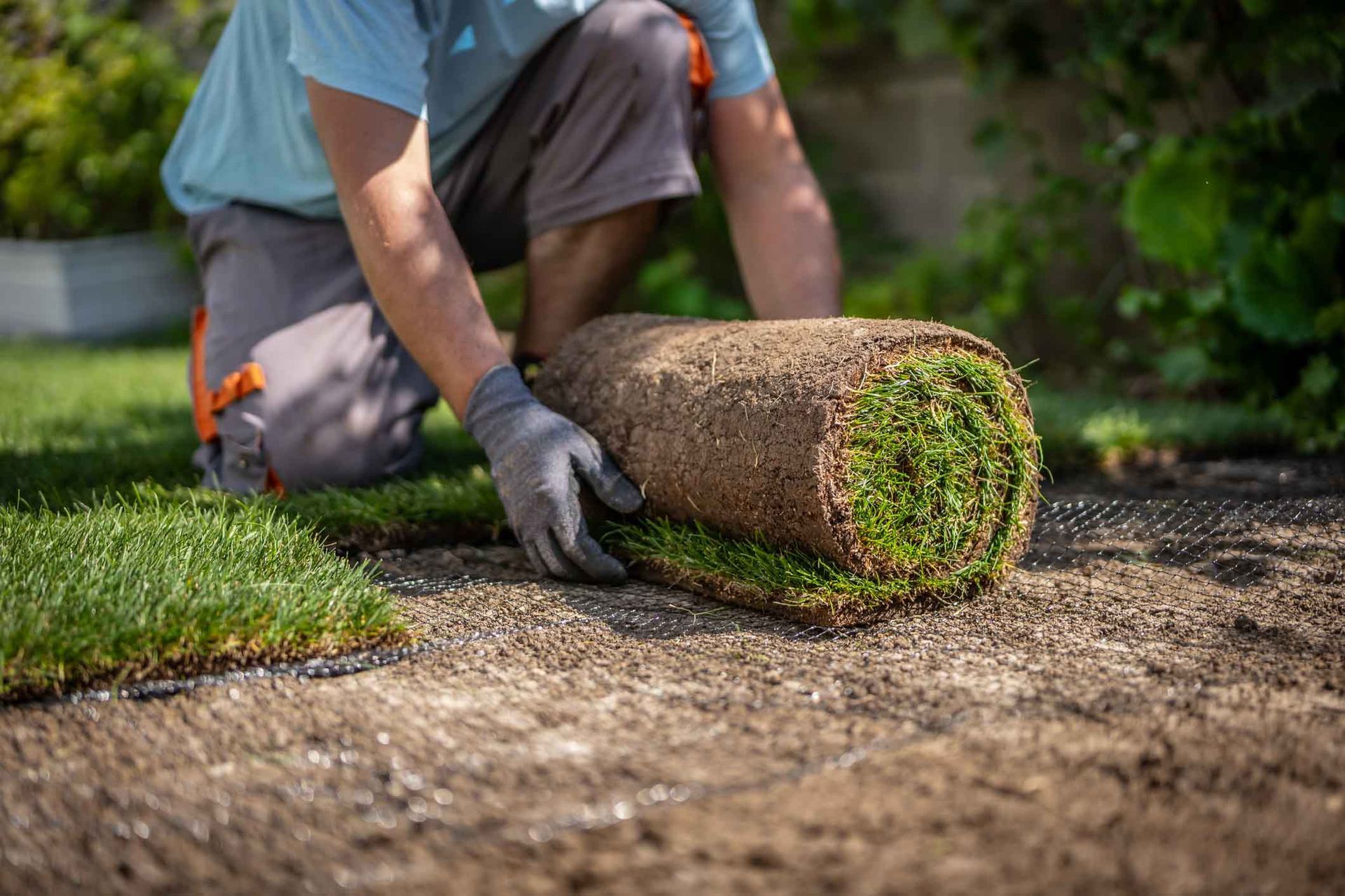 Person rolling a sod roll onto prepared soil in a garden lawn installation.