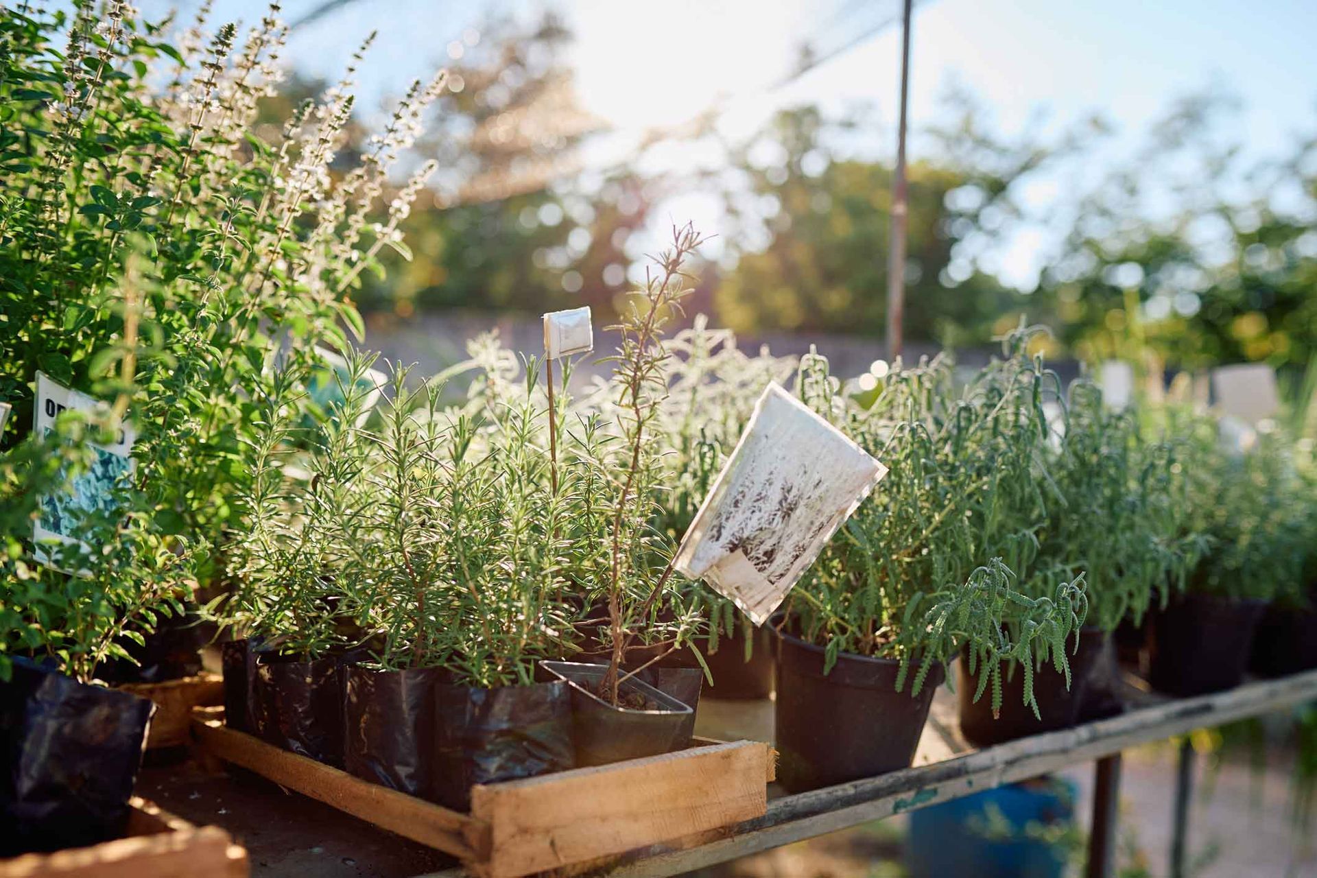 Potted herbs and seedlings on a sunlit nursery shelf with a small plant label Potted herbs and seedlings on a sunlit nursery shelf with a small plant label