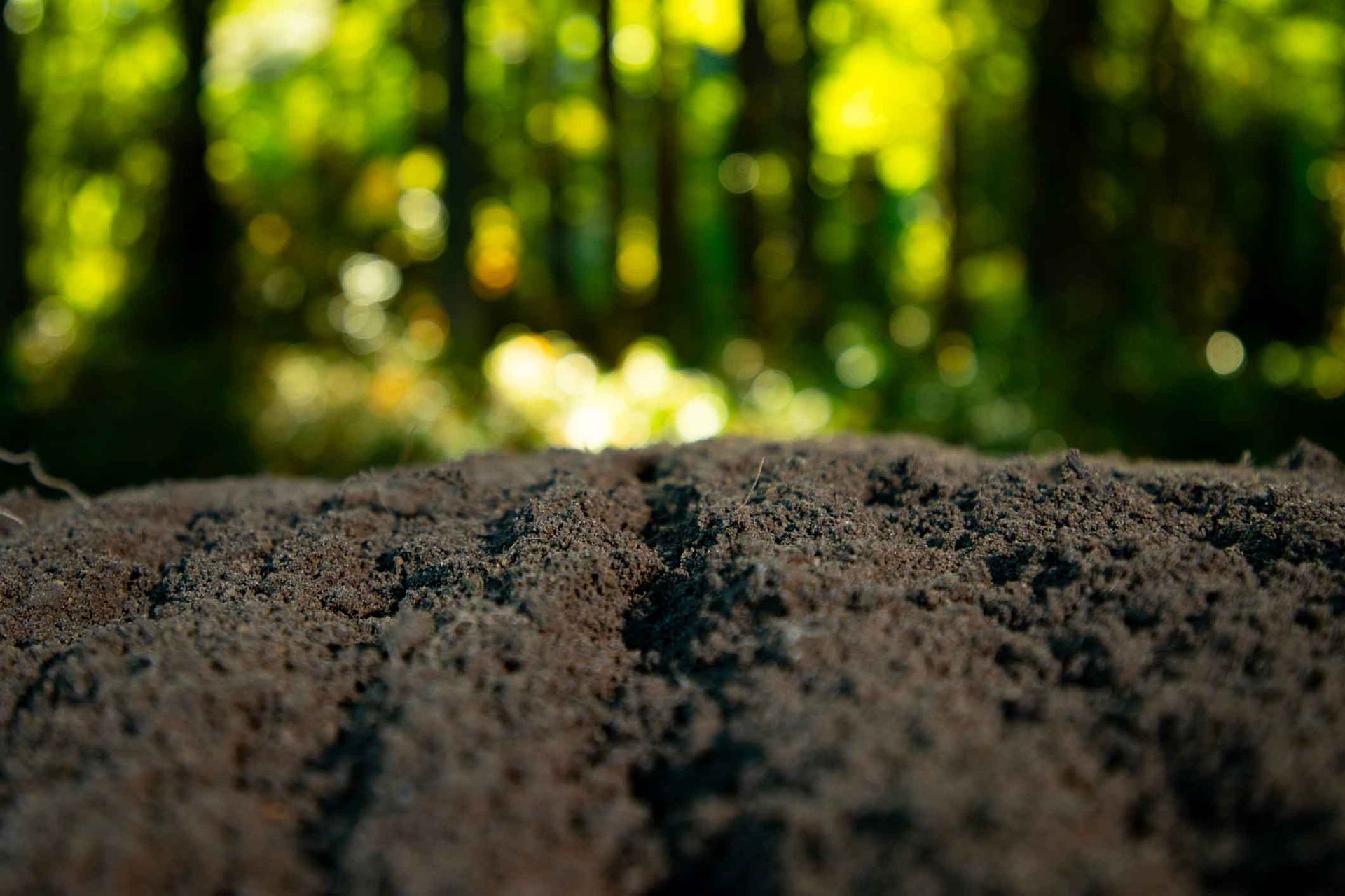 Close-up of rough soil in a forest with blurred green trees and sunlight in the background