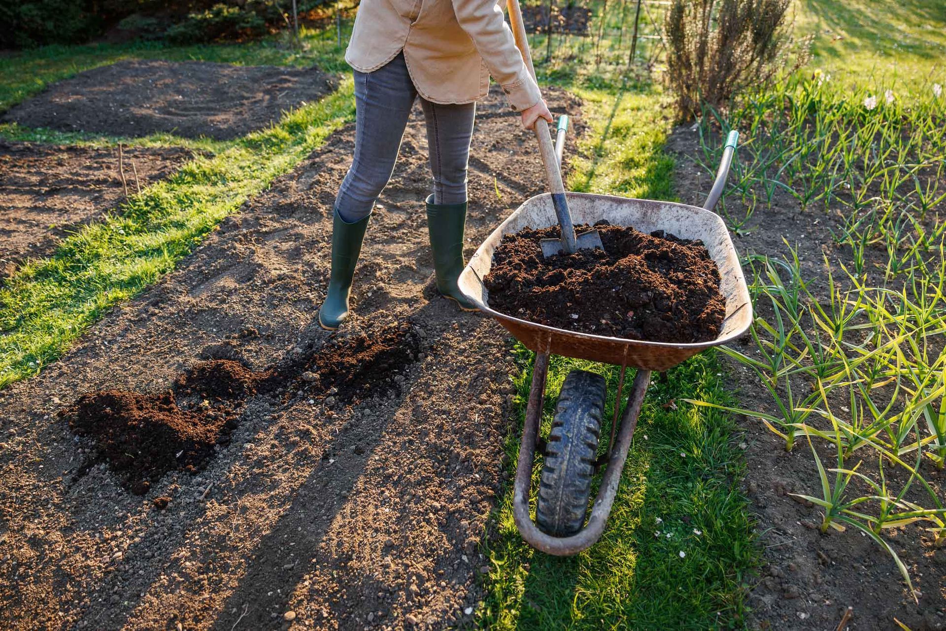 Person shoveling soil into a wheelbarrow in a garden path