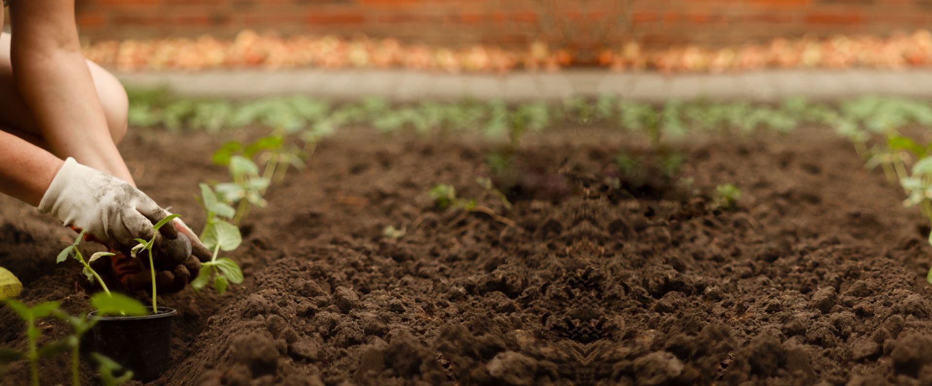 Hands planting a small green seedling in a tilled garden bed