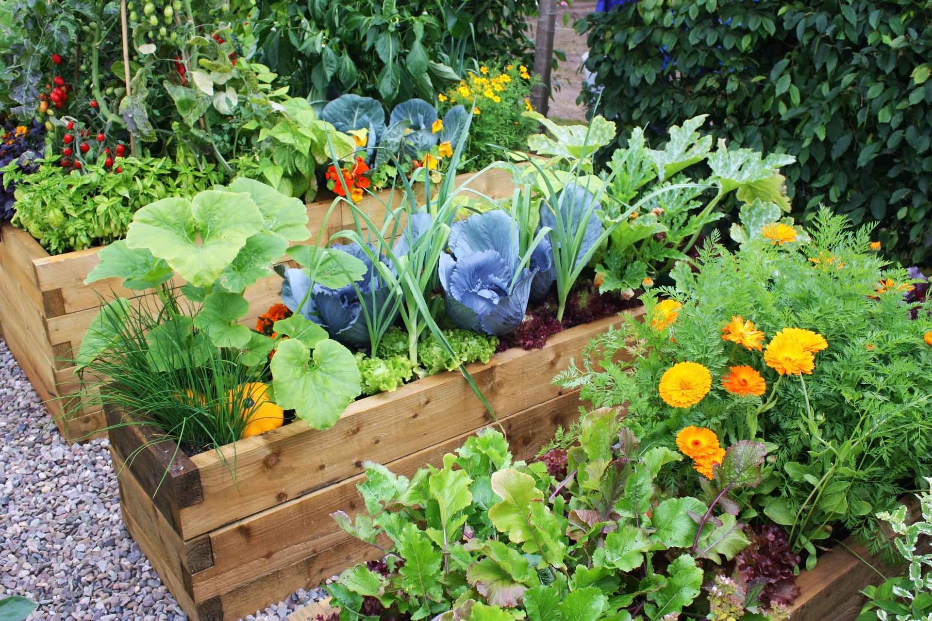 Raised garden bed with leafy vegetables, orange flowers, and lush green plants