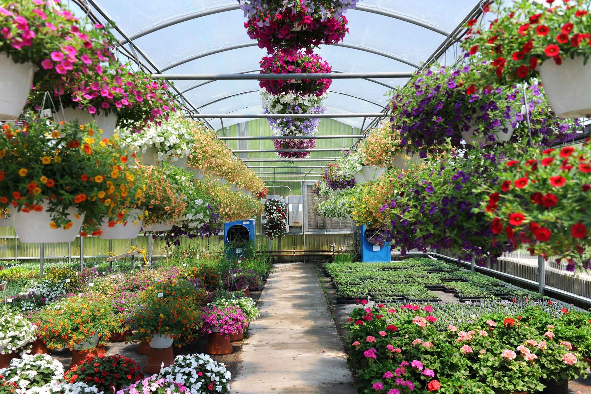 Flower-filled greenhouse with hanging baskets and rows of colorful potted plants along a central path