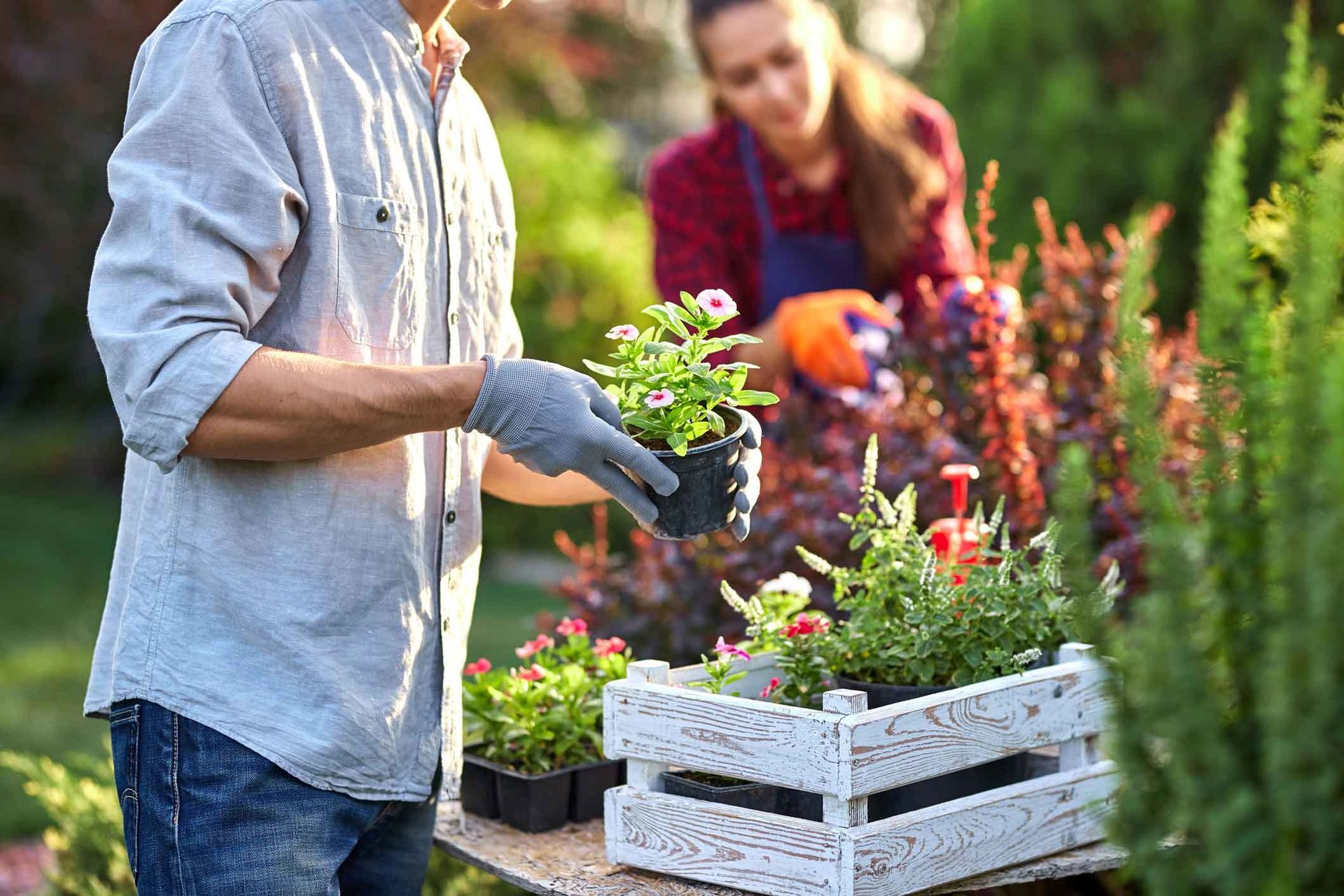 Two people arranging potted flowers in a garden, with a wooden crate of plants in the foreground. Two people arranging potted flowers in a garden, with a wooden crate of plants in the foreground.