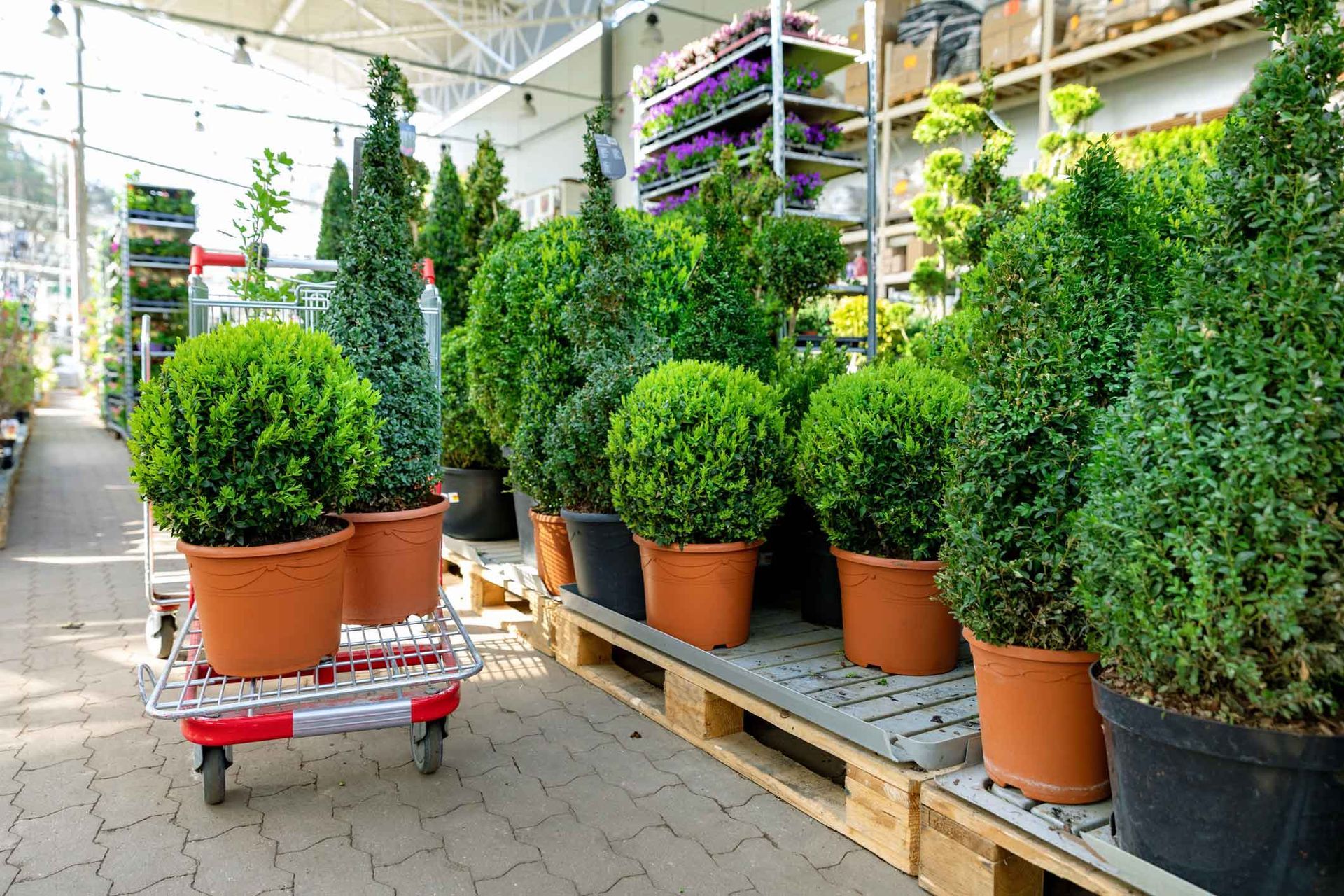 Potted shrubs and small trees displayed on carts and shelves inside a garden center Potted shrubs and small trees displayed on carts and shelves inside a garden center