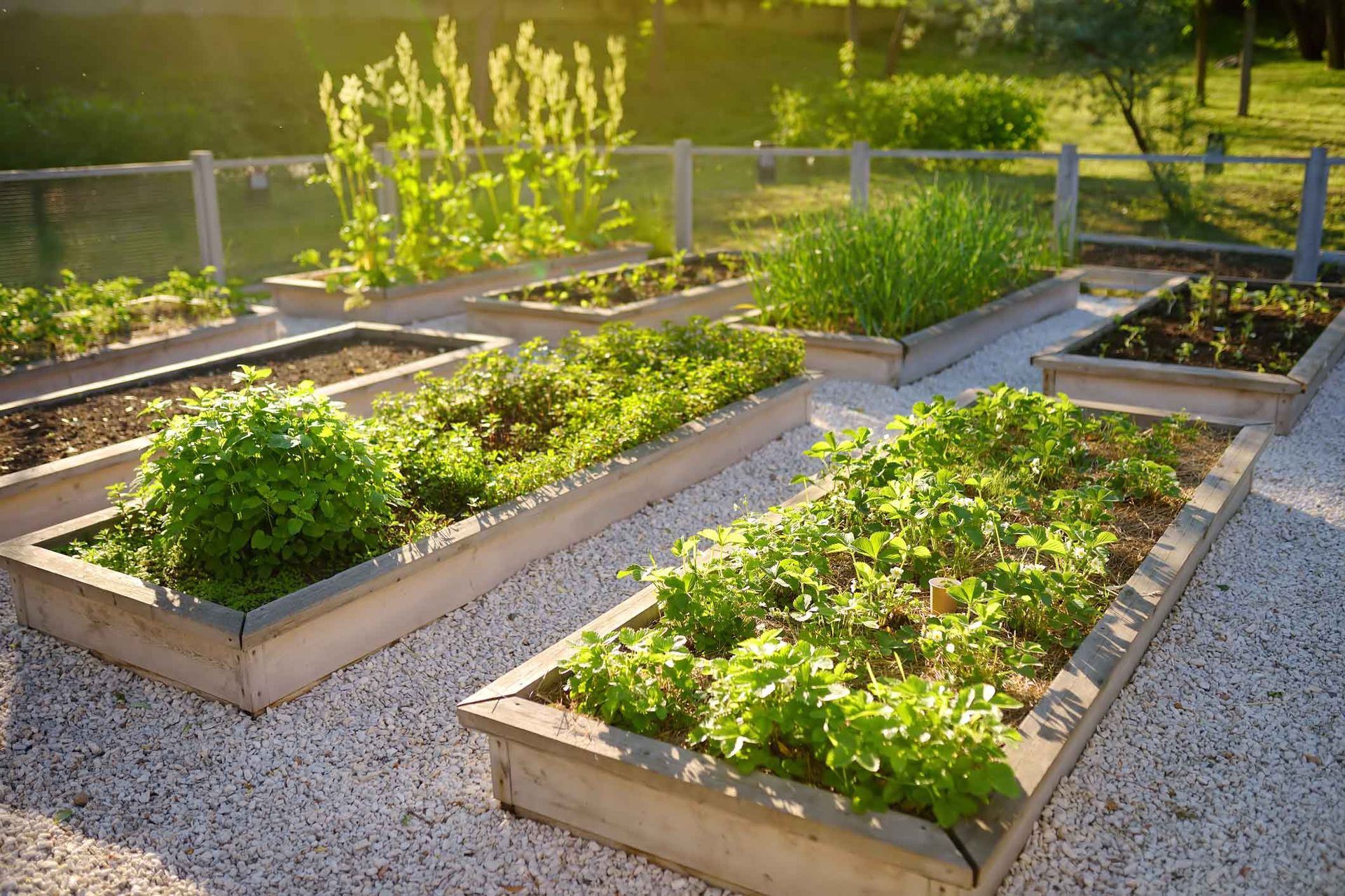 Raised garden beds with leafy green plants in a sunny outdoor garden Raised garden beds with leafy green plants in a sunny outdoor garden