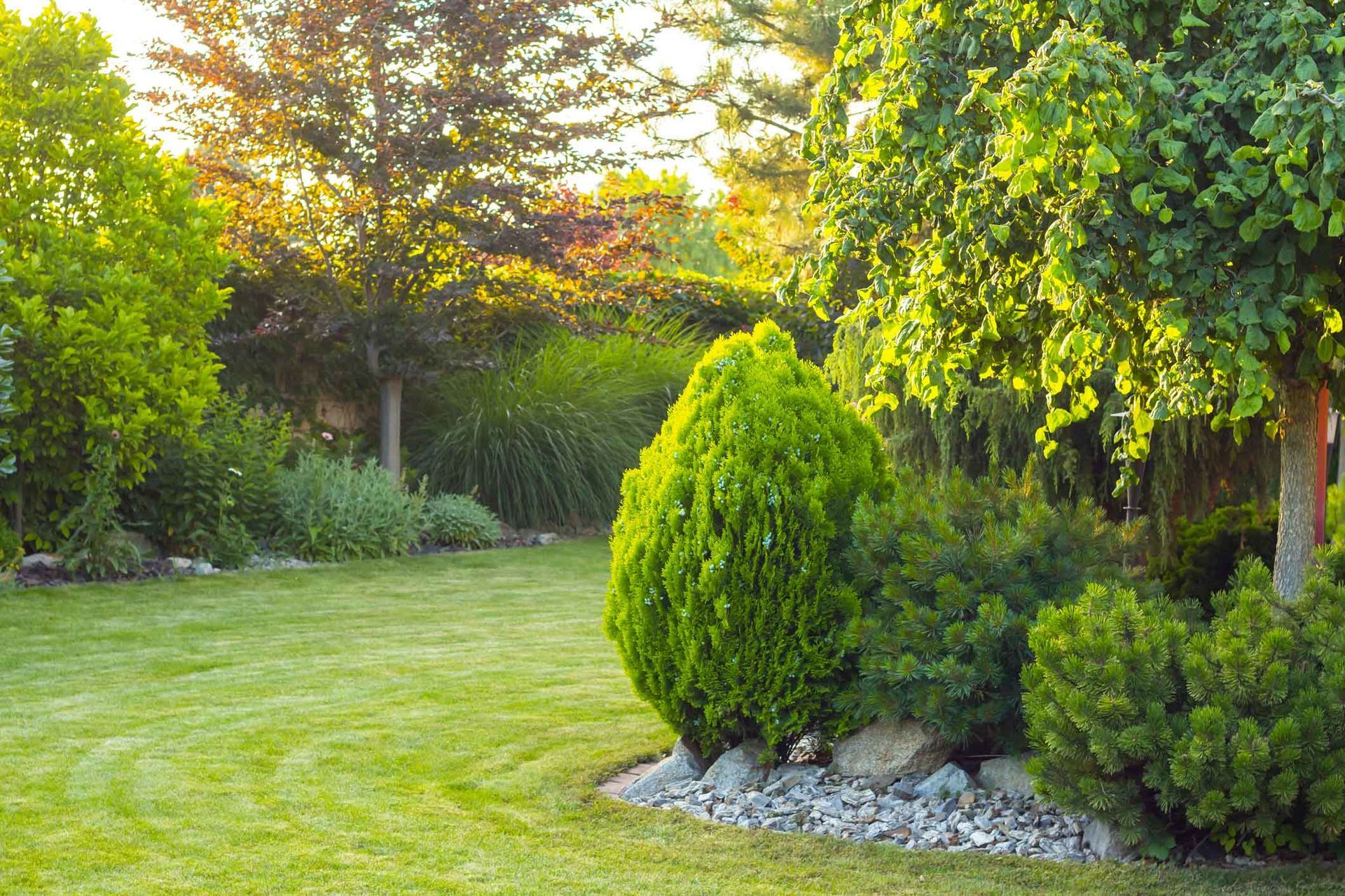 Lush green garden lawn with shrubs, trees, and rocks in warm sunlight Lush green garden lawn with shrubs, trees, and rocks in warm sunlight