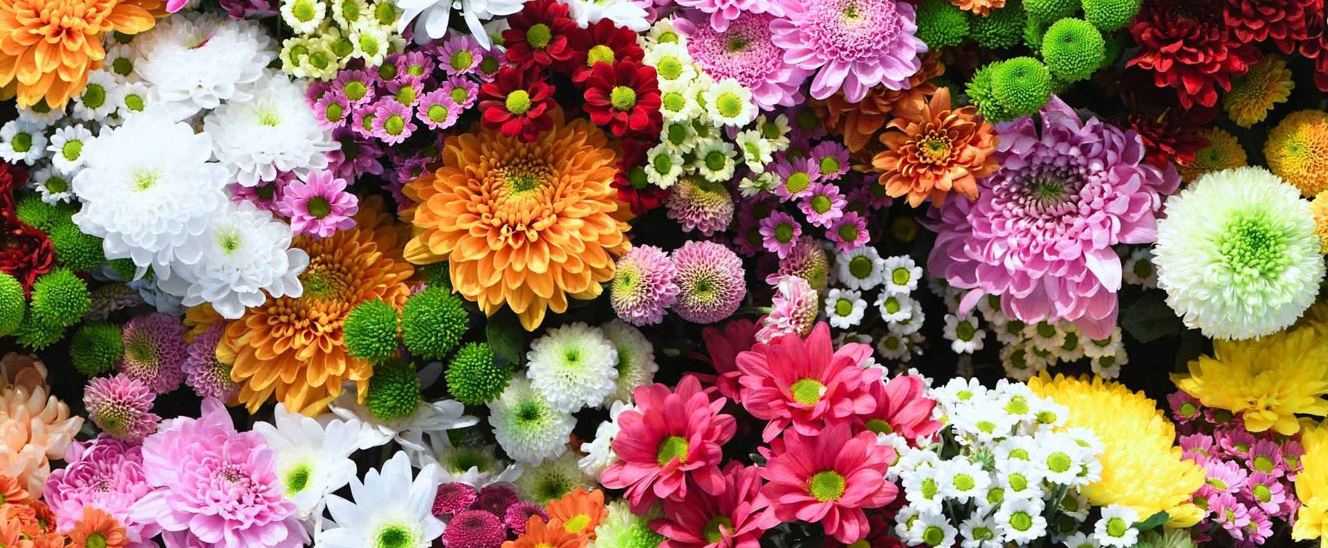 Colorful mix of blooming flowers in white, pink, orange, red, and green Colorful mix of blooming flowers in white, pink, orange, red, and green