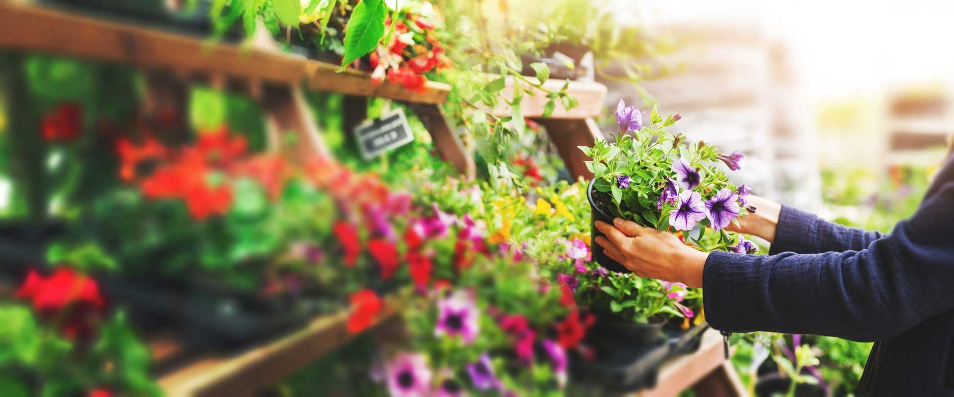 Person browsing colorful flowers in a bright garden center aisle Person browsing colorful flowers in a bright garden center aisle