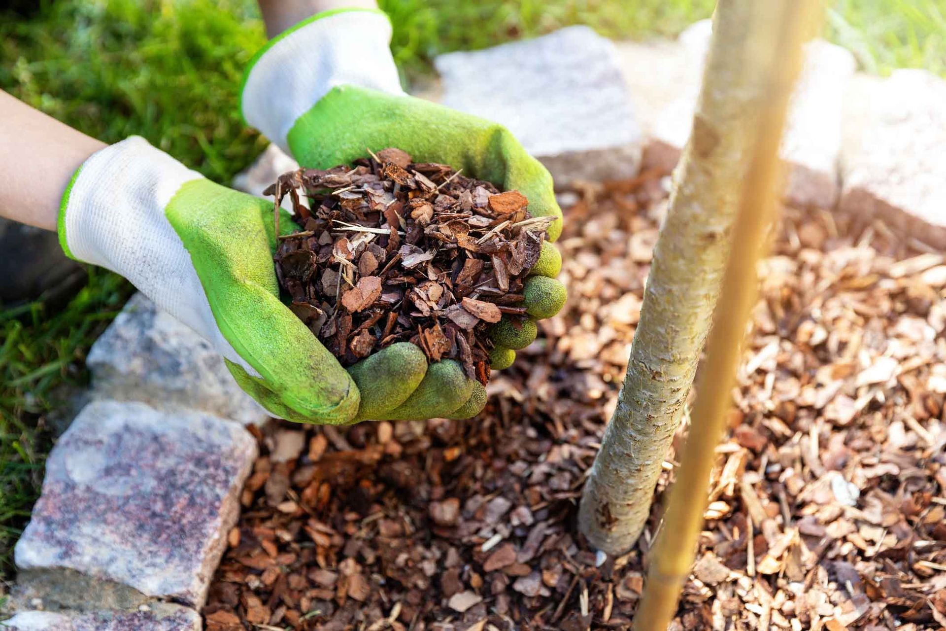 Gloved hands spreading mulch around a young tree in a garden bed