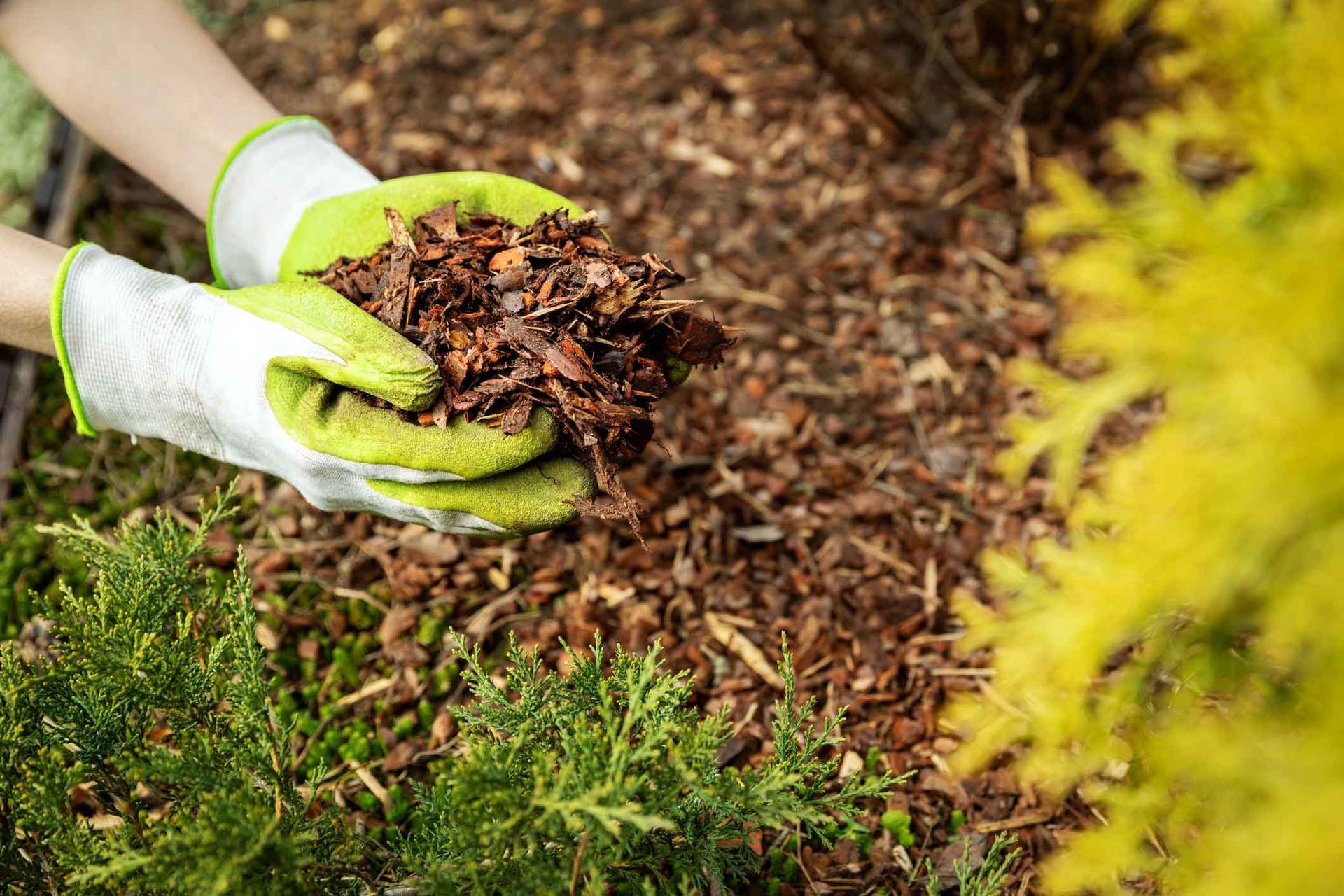 Gloved hands holding mulch over a garden bed beside green grass and a yellow shrub
