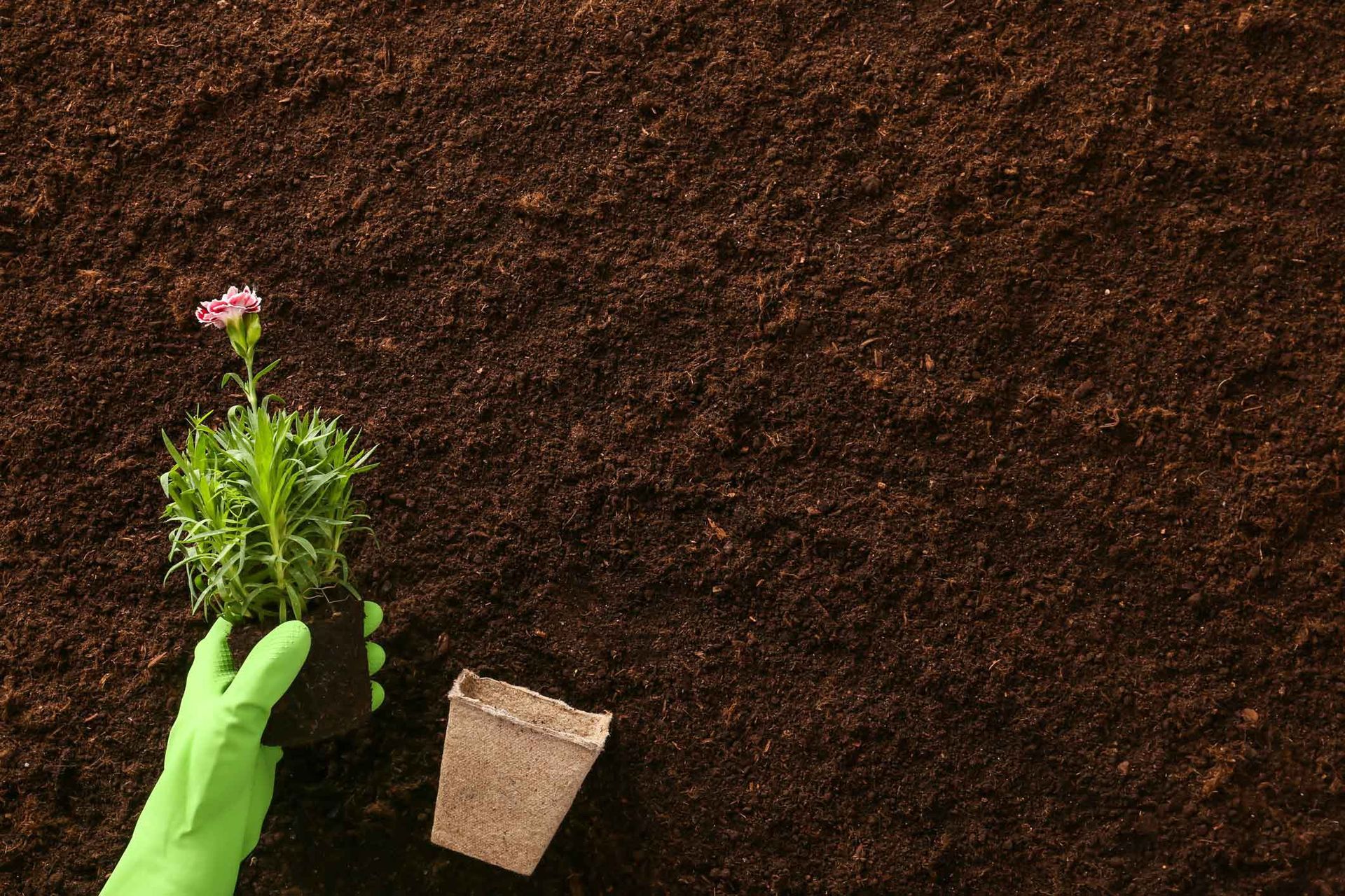 Gloved hand holding a potted pink flower beside a small trowel on dark soil