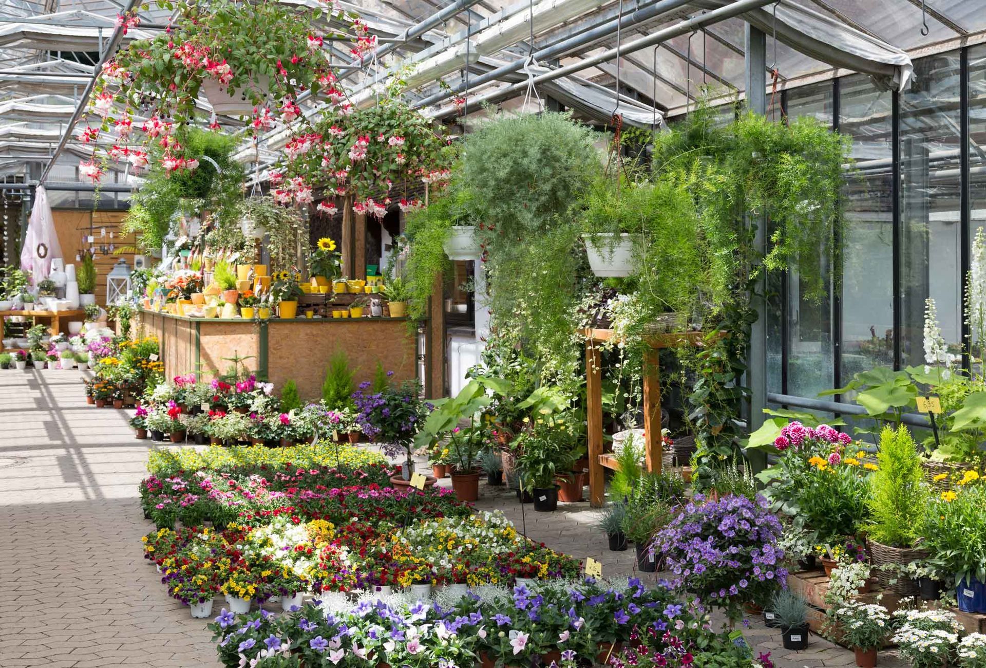 Flower-filled greenhouse walkway with colorful potted plants and hanging blooms along glass walls