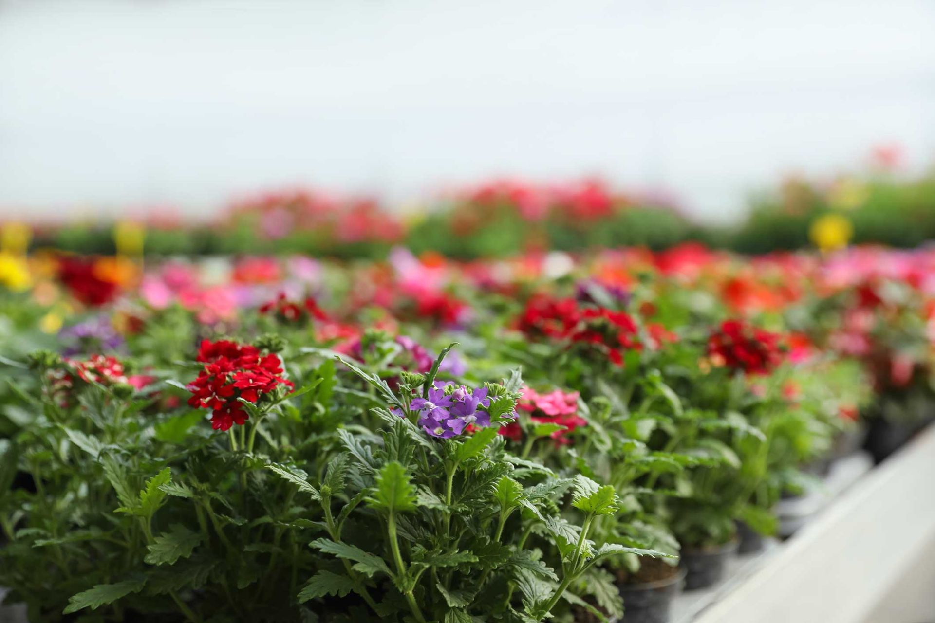 Rows of red and purple flowers in a greenhouse nursery Rows of red and purple flowers in a greenhouse nursery