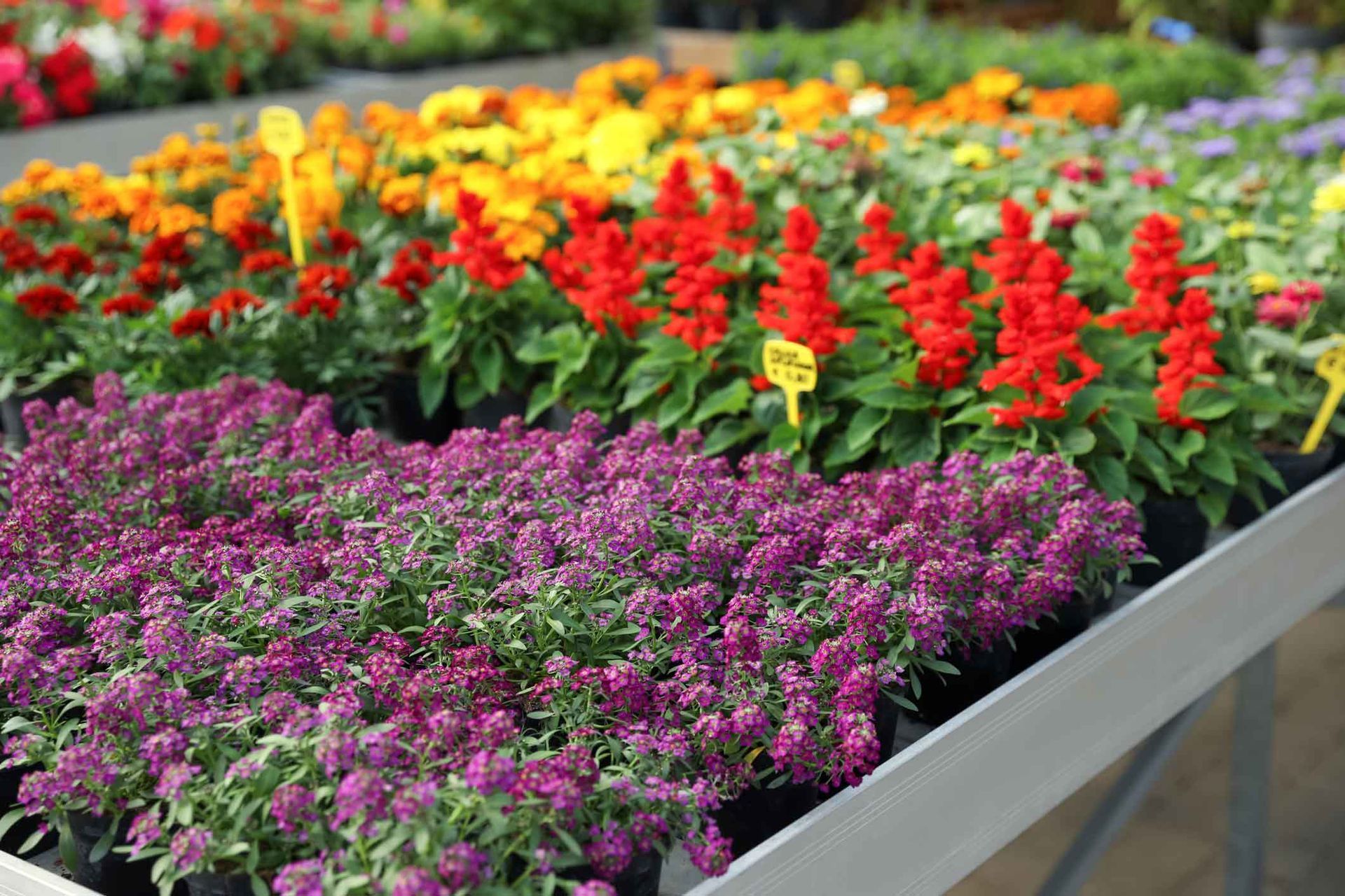 Colorful flowers blooming in a greenhouse display, with purple, red, and yellow plants in rows Colorful flowers blooming in a greenhouse display, with purple, red, and yellow plants in rows