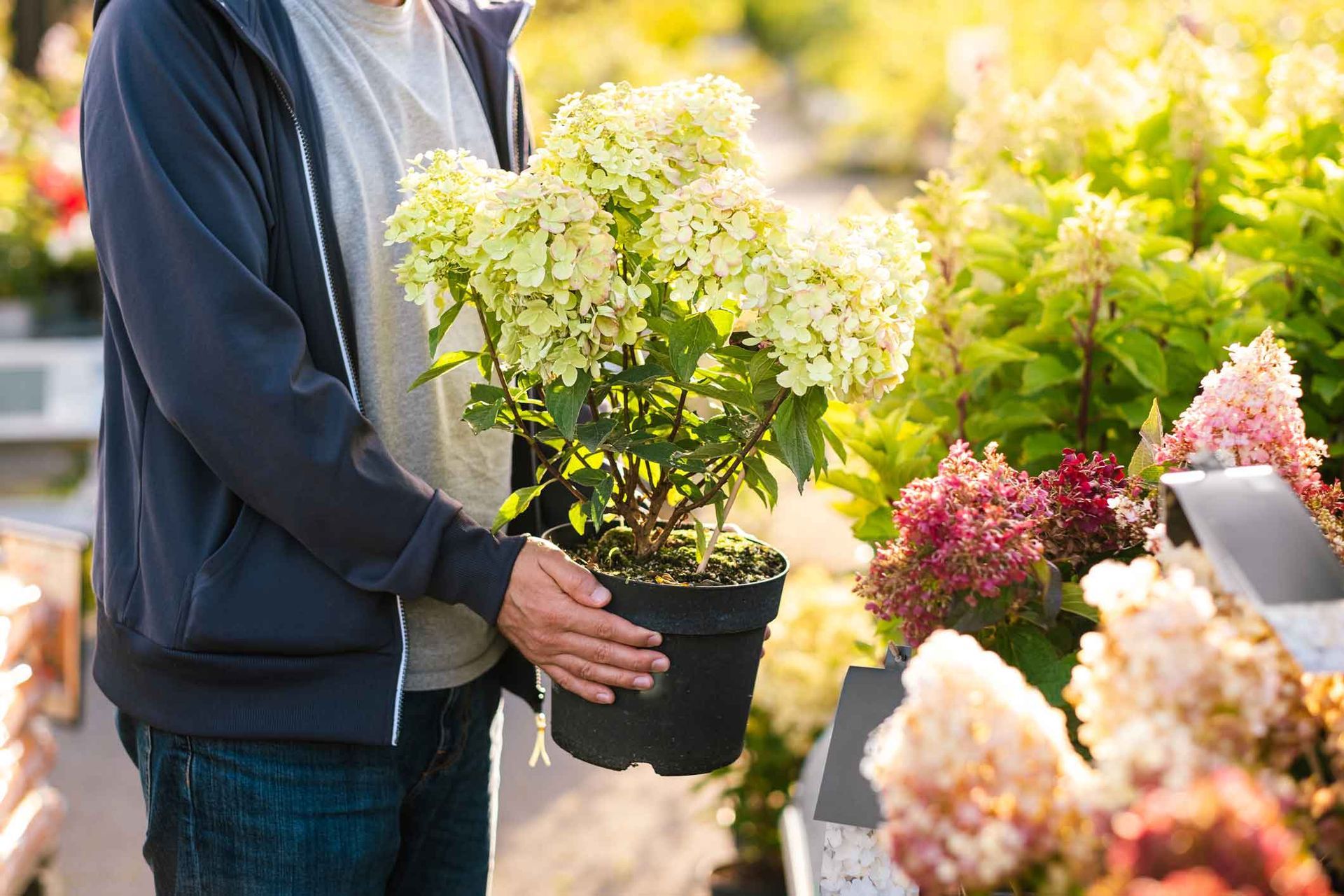 Person holding a potted flowering plant in a garden center, with colorful plants in the background Person holding a potted flowering plant in a garden center, with colorful plants in the background
