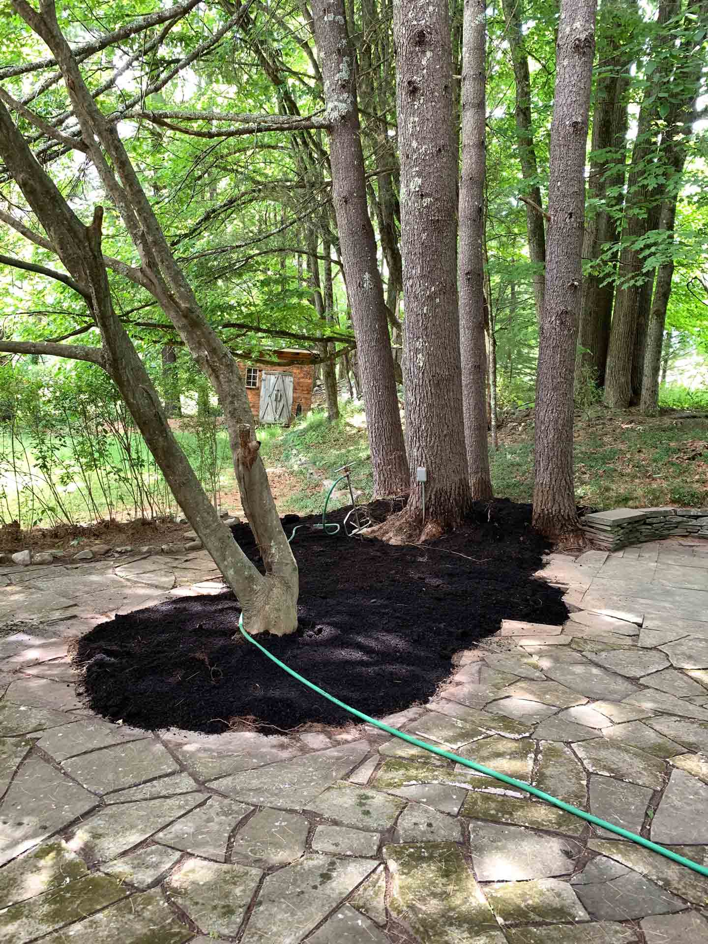 Residential Old Tree — Kingston, NY — Roots Up Plant Health Inc.