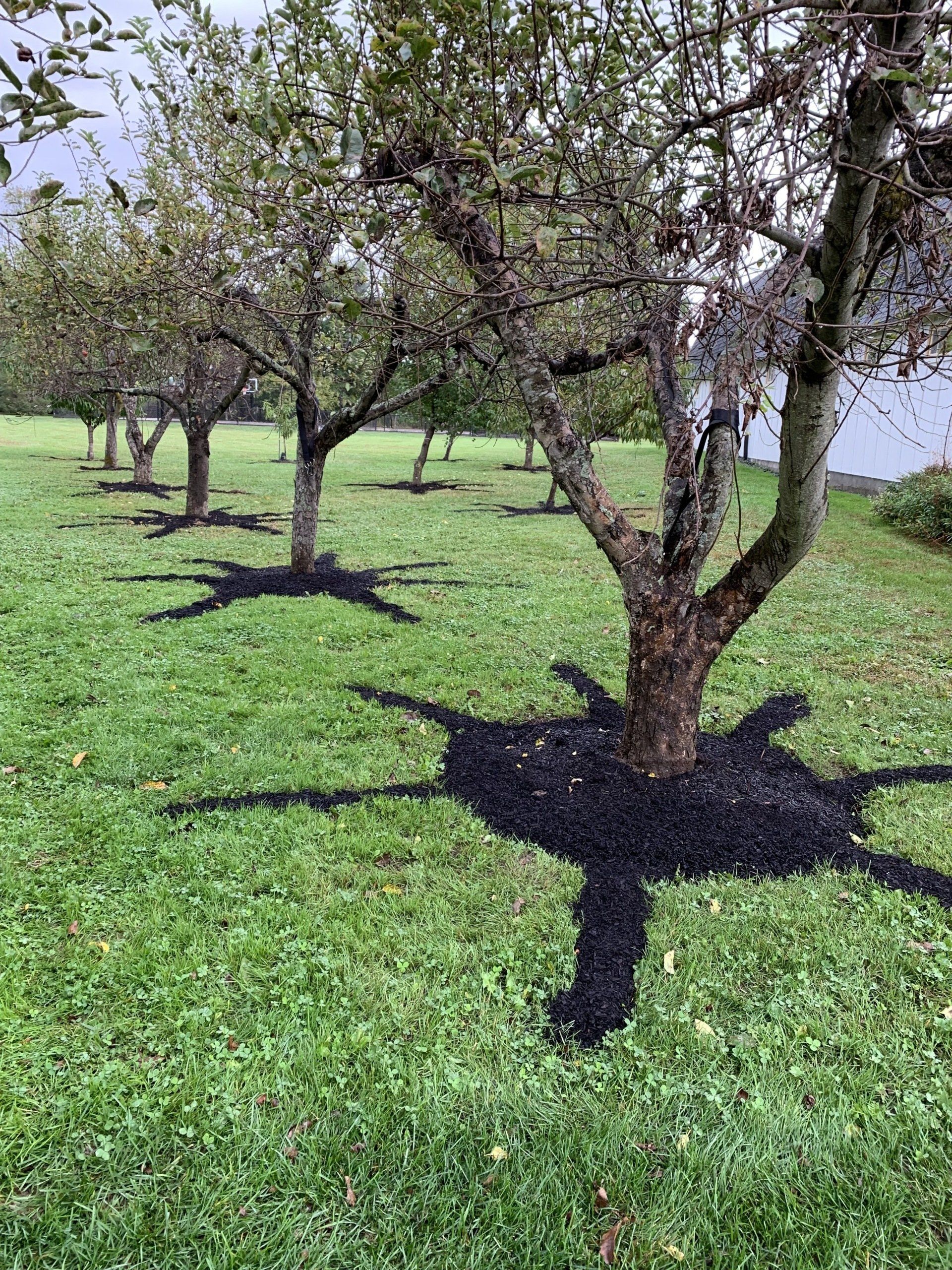 Outdoor Trees with New Soil — Kingston, NY — Roots Up Plant Health Inc.