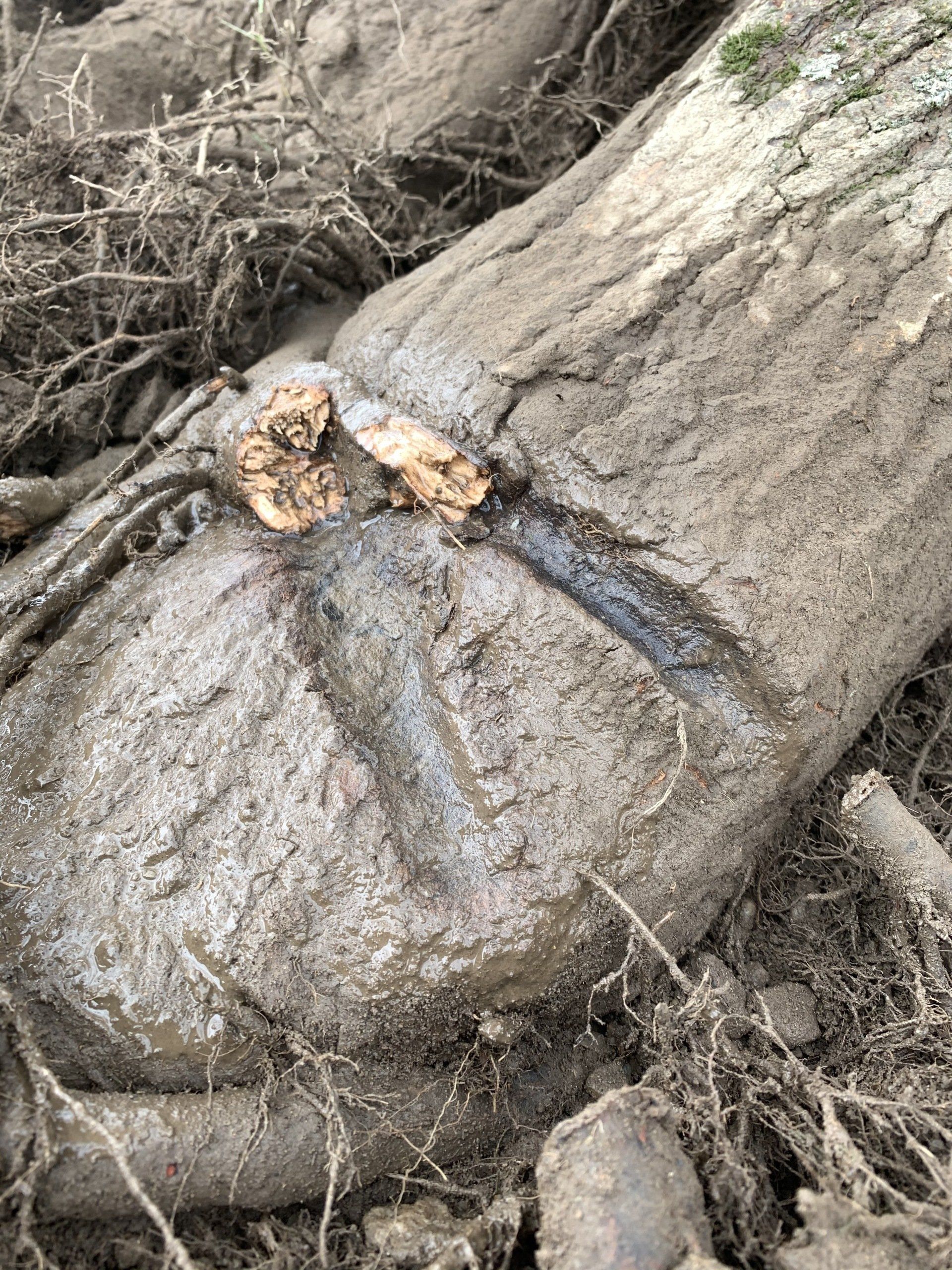 Damaged Tree Roots — Kingston, NY — Roots Up Plant Health Inc.