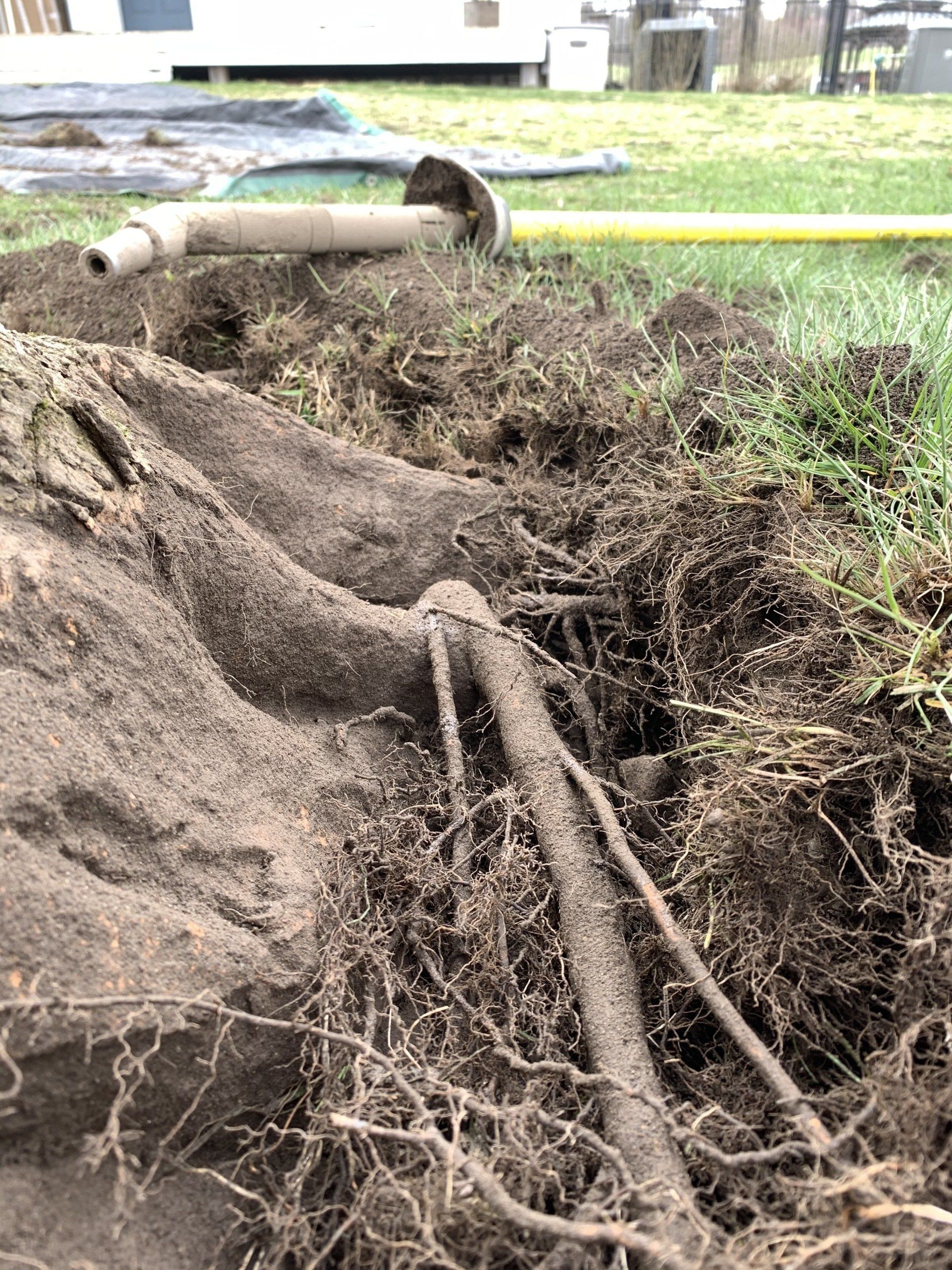 Old Roots — Kingston, NY — Roots Up Plant Health Inc.